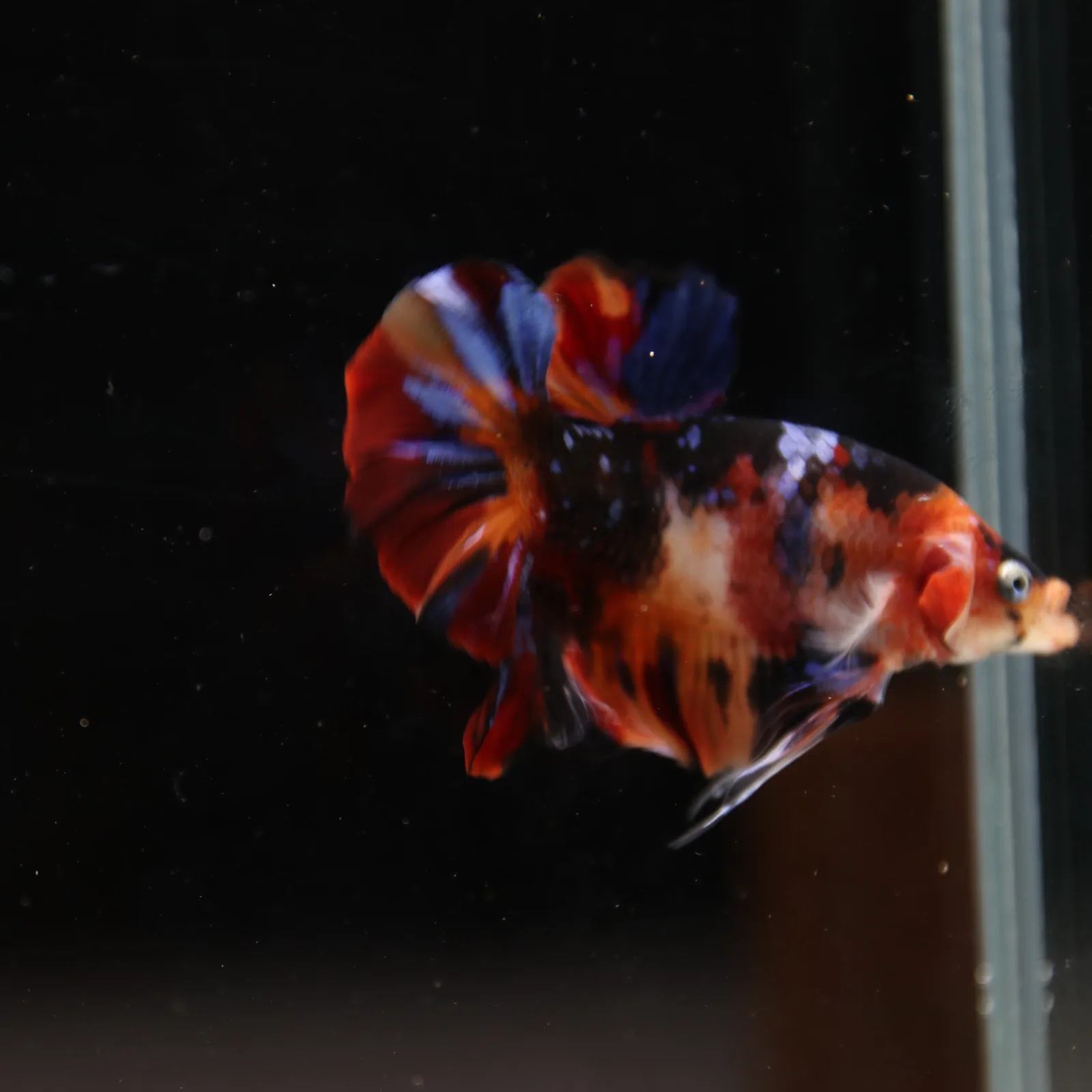 Betta Spendens Fancy Half Moon Plakad Candy Yellow HMPK Male HMPK-BL-3005226-018 media 7