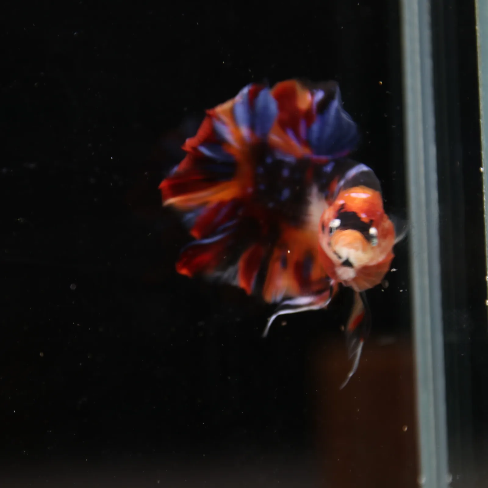 Betta Spendens Fancy Half Moon Plakad Candy Yellow HMPK Male HMPK-BL-3005226-018 media 8