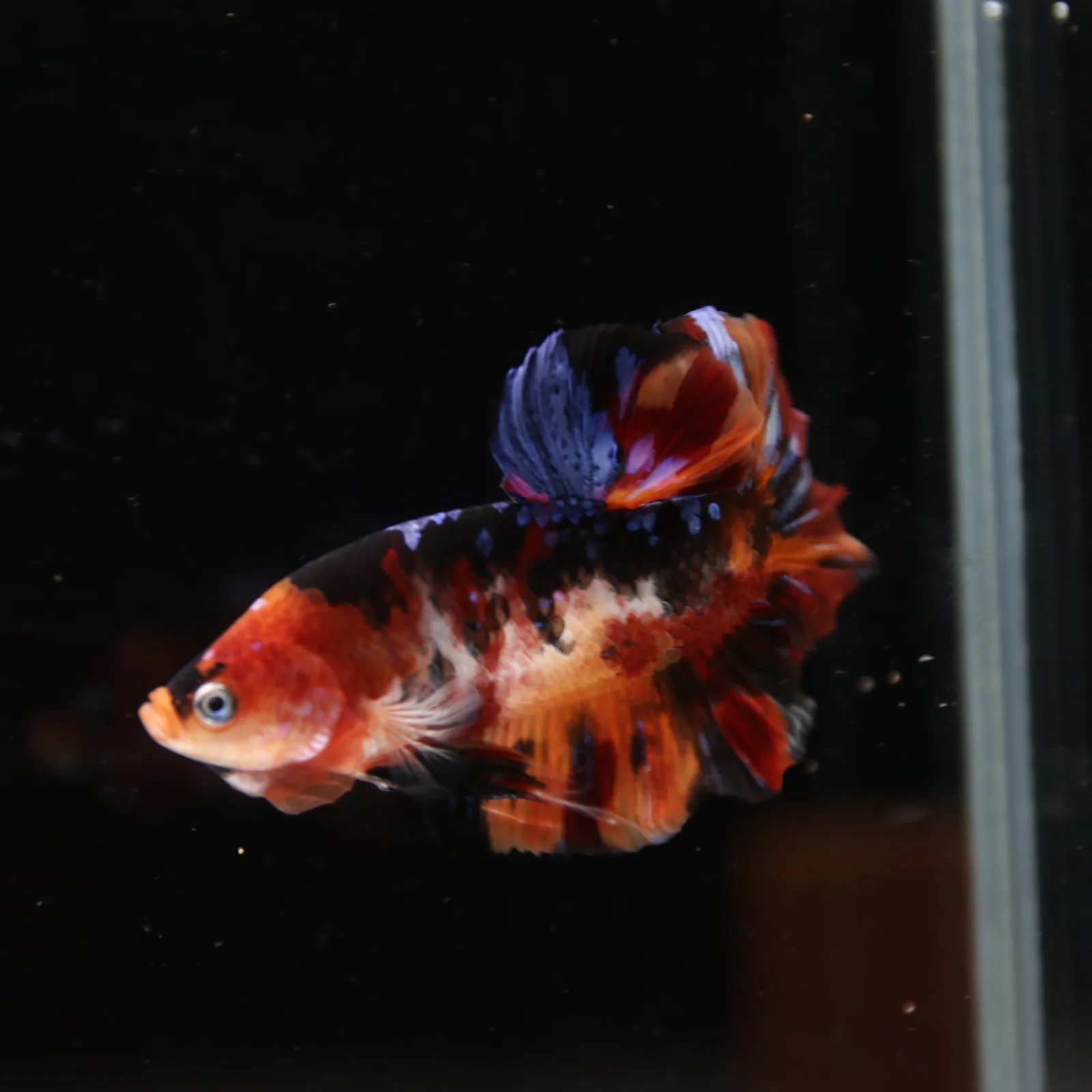 Betta Spendens Fancy Half Moon Plakad Candy Yellow HMPK Male HMPK-BL-3005226-018 media 9