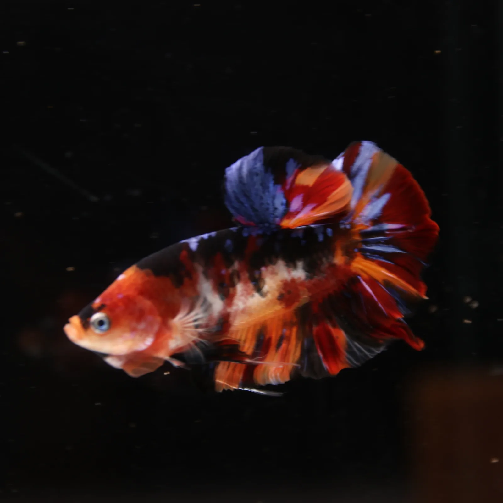 Betta Spendens Fancy Half Moon Plakad Candy Yellow HMPK Male HMPK-BL-3005226-018 media 10