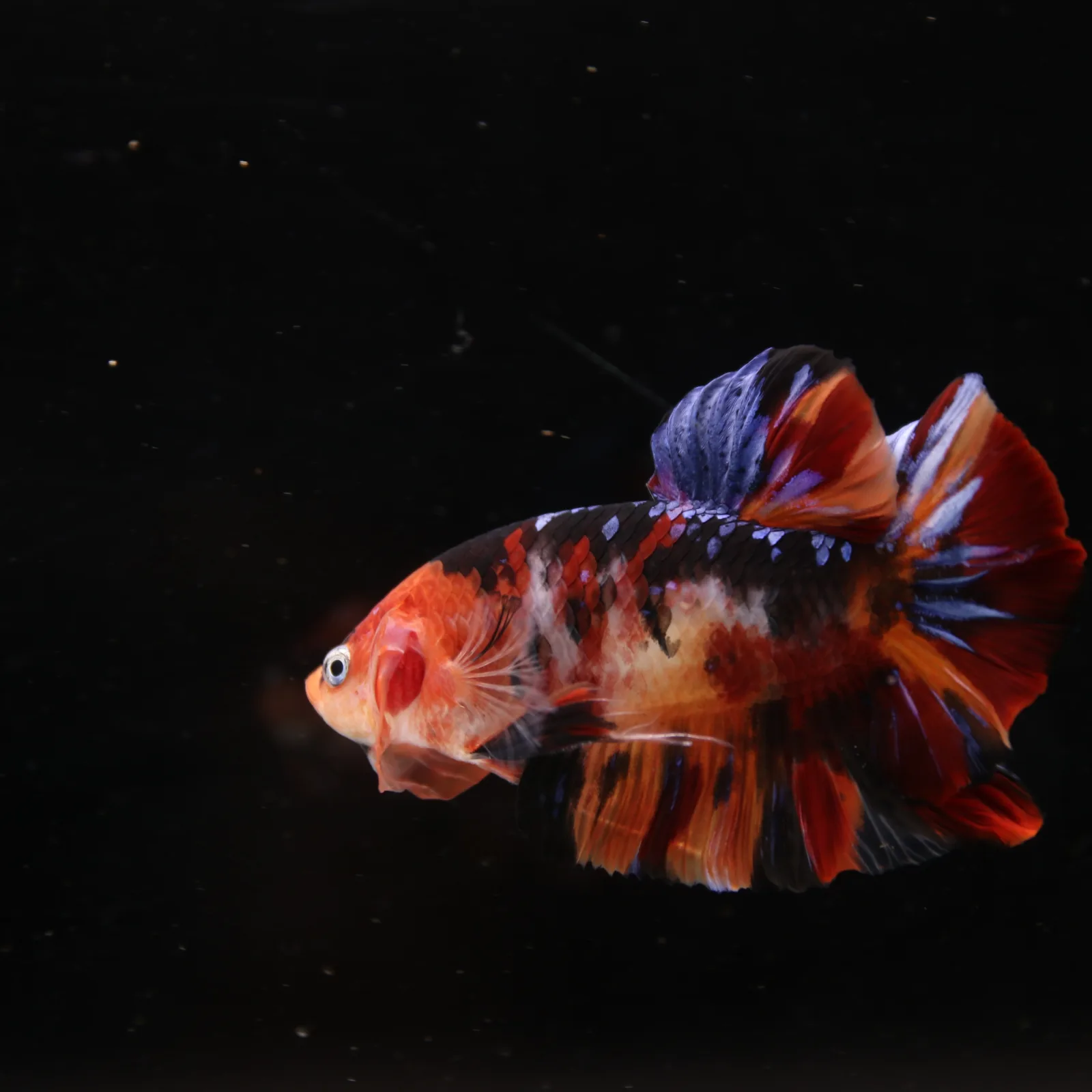 Betta Spendens Fancy Half Moon Plakad Candy Yellow HMPK Male HMPK-BL-3005226-018 media 11