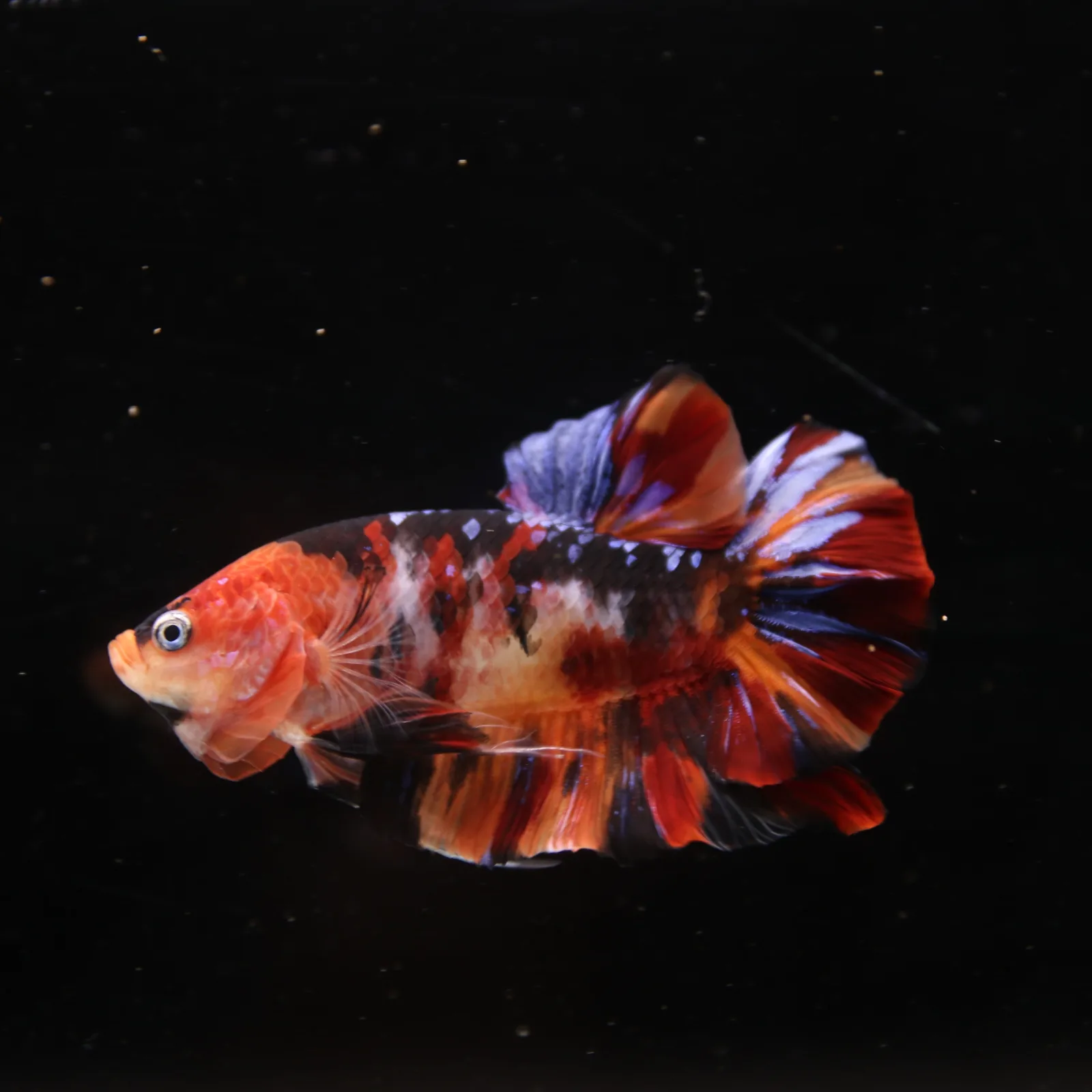 Betta Spendens Fancy Half Moon Plakad Candy Yellow HMPK Male HMPK-BL-3005226-018 media 12