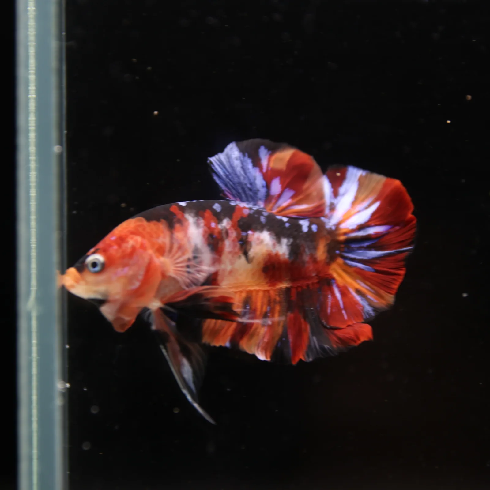 Betta Spendens Fancy Half Moon Plakad Candy Yellow HMPK Male HMPK-BL-3005226-018 media 13