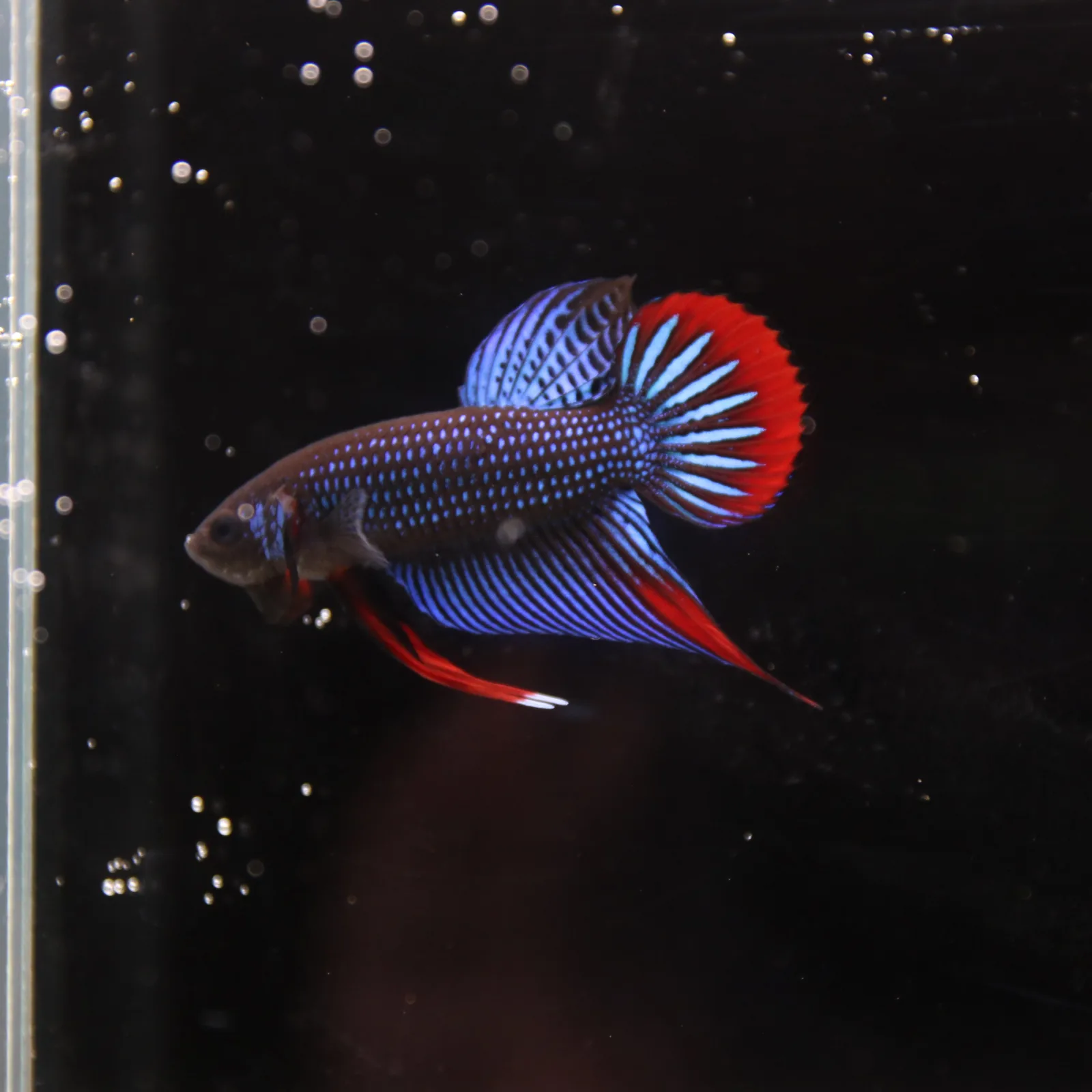 Betta Spendens Wild Imbellis Plakad Male Green BT-WI-0106226-019 media 2