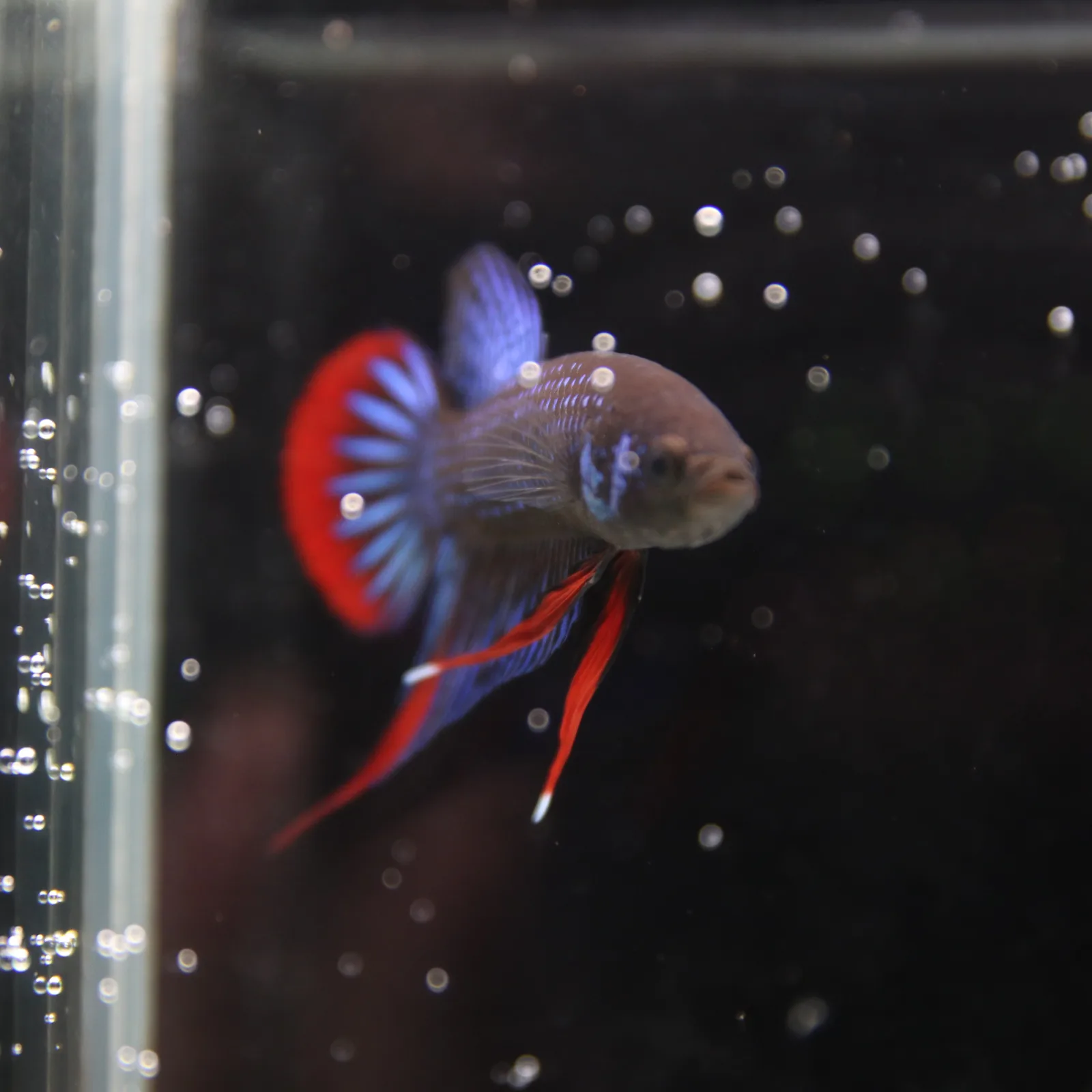 Betta Spendens Wild Imbellis Plakad Male Green BT-WI-0106226-019 media 3