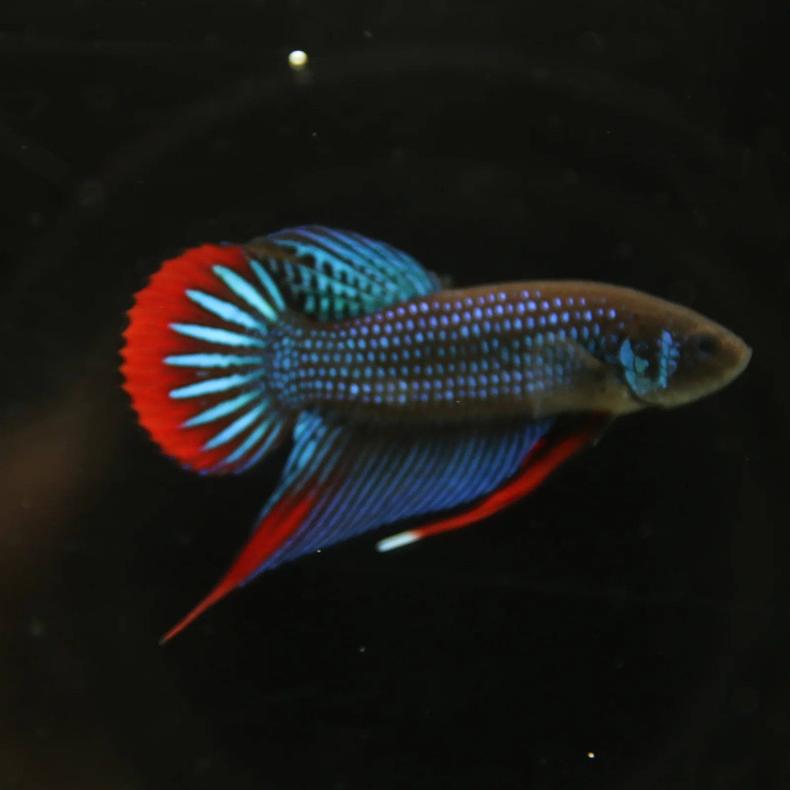 Betta Spendens Wild Imbellis Plakad Male Green BT-WI-0106226-019 media 4