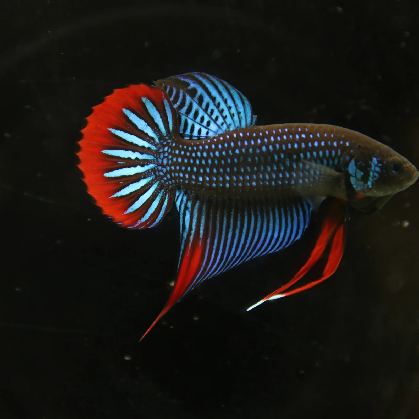 Betta Spendens Wild Imbellis Plakad Male Green BT-WI-0106226-019 media 5