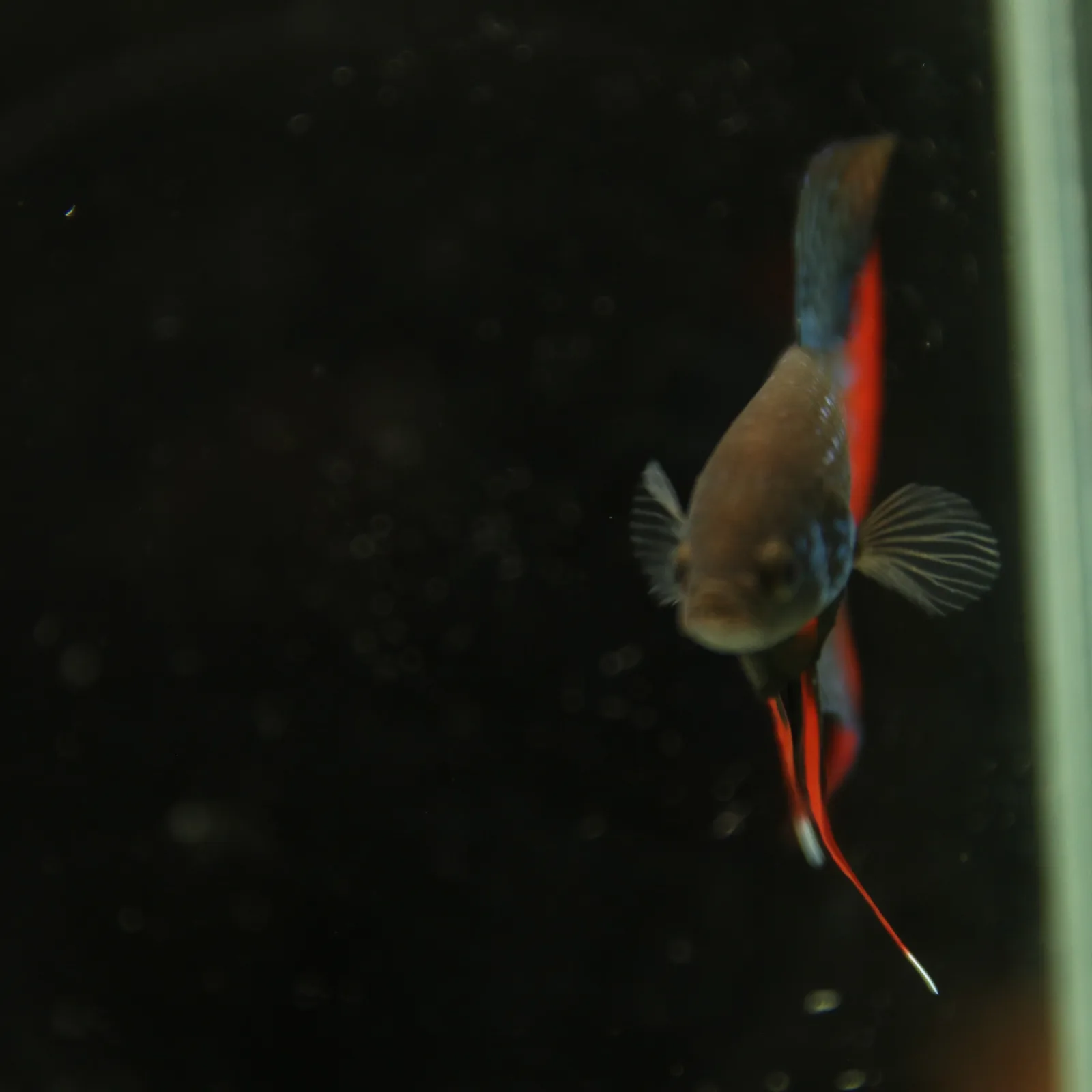 Betta Spendens Wild Imbellis Plakad Male Green BT-WI-0106226-019 media 6