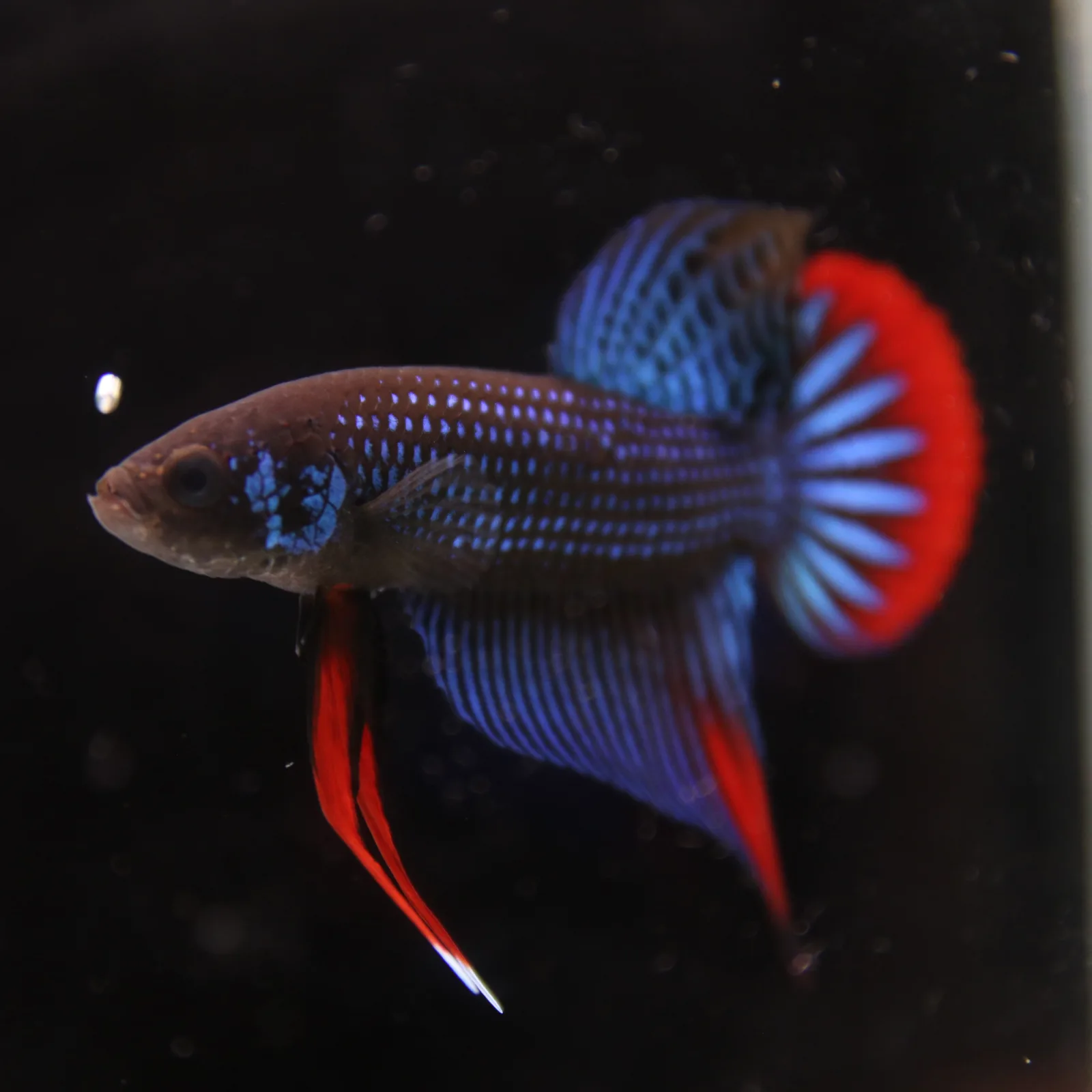 Betta Spendens Wild Imbellis Plakad Male Green BT-WI-0106226-019 media 7