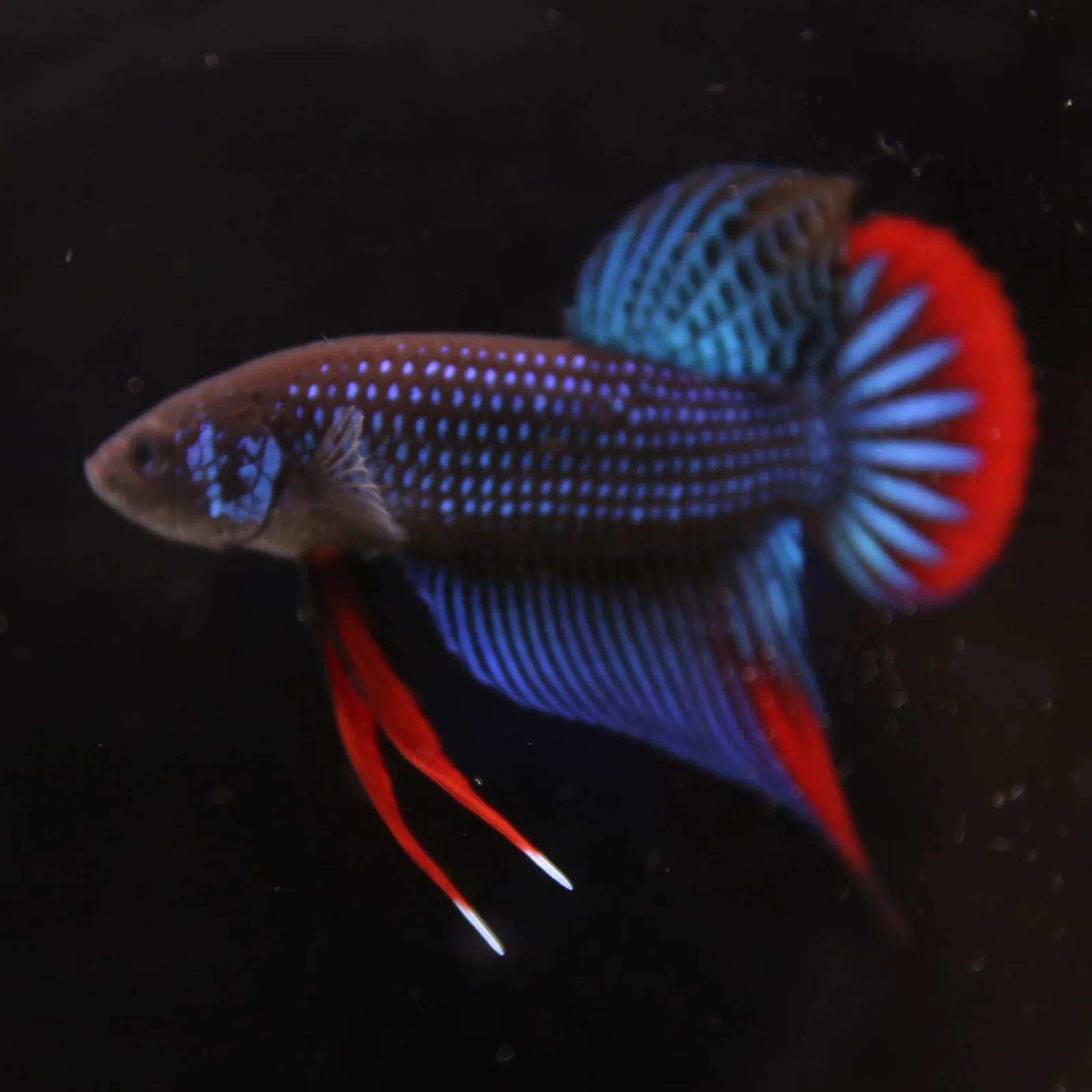 Betta Spendens Wild Imbellis Plakad Male Green BT-WI-0106226-019 media 8