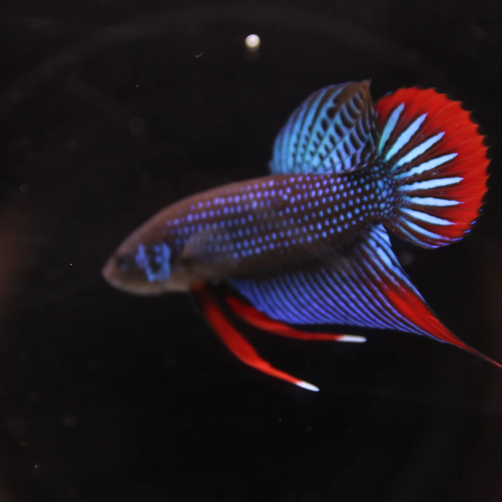 Betta Spendens Wild Imbellis Plakad Male Green BT-WI-0106226-019 media 9