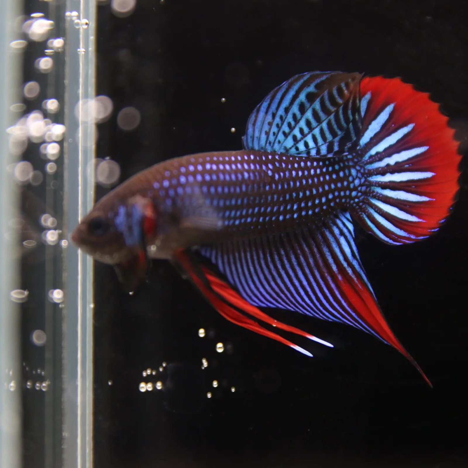 Betta Spendens Wild Imbellis Plakad Male Green BT-WI-0106226-019 media 10