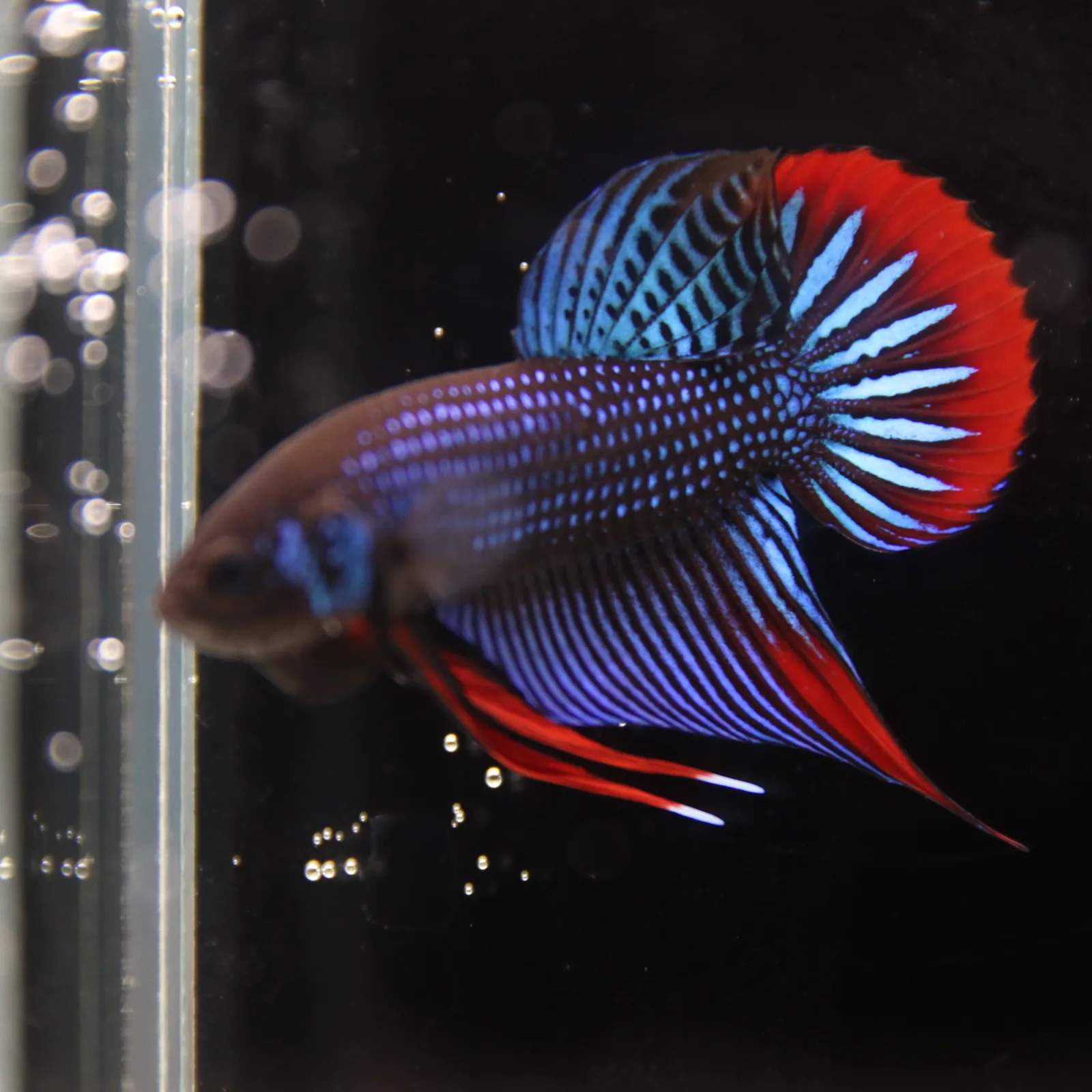 Betta Spendens Wild Imbellis Plakad Male Green BT-WI-0106226-019 media 11