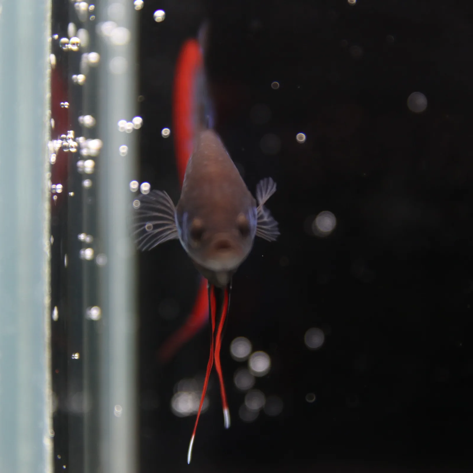 Betta Spendens Wild Imbellis Plakad Male Green BT-WI-0106226-019 media 12