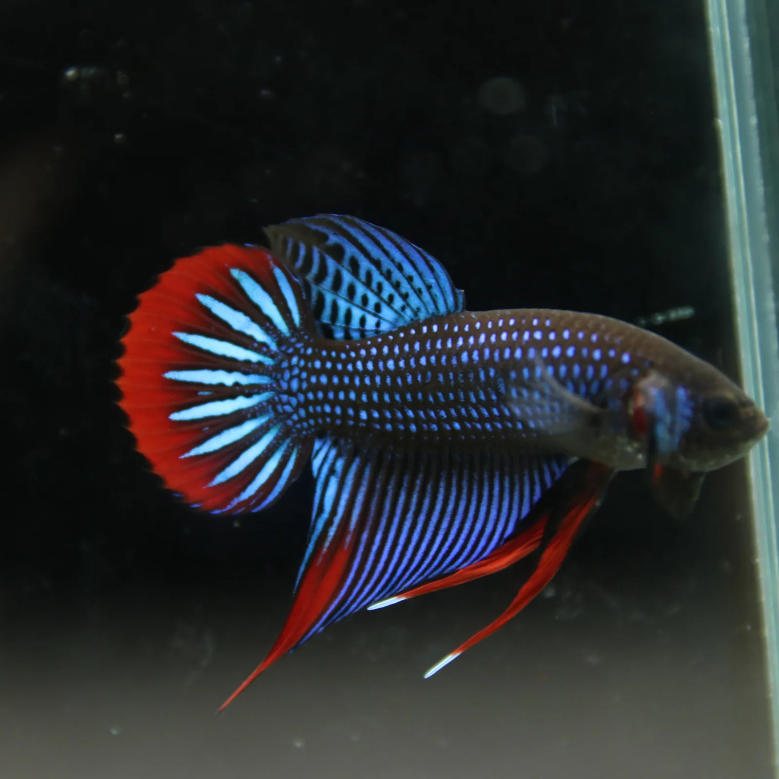 Betta Spendens Wild Imbellis Plakad Male Green BT-WI-0106226-019 media 13