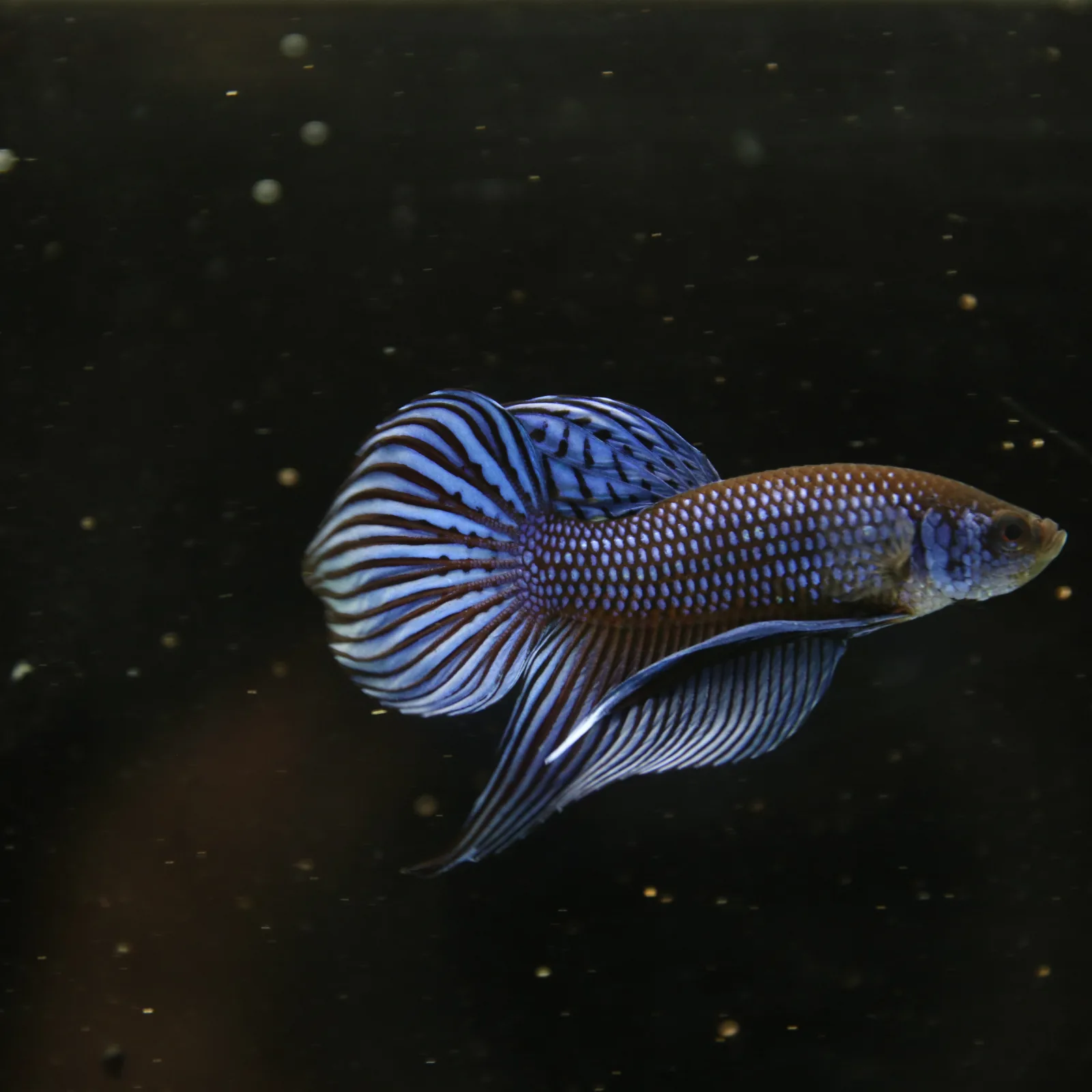 Betta Spendens Wild Mahachai Plakad Male Blue BT-WI-0106226-020 media 2