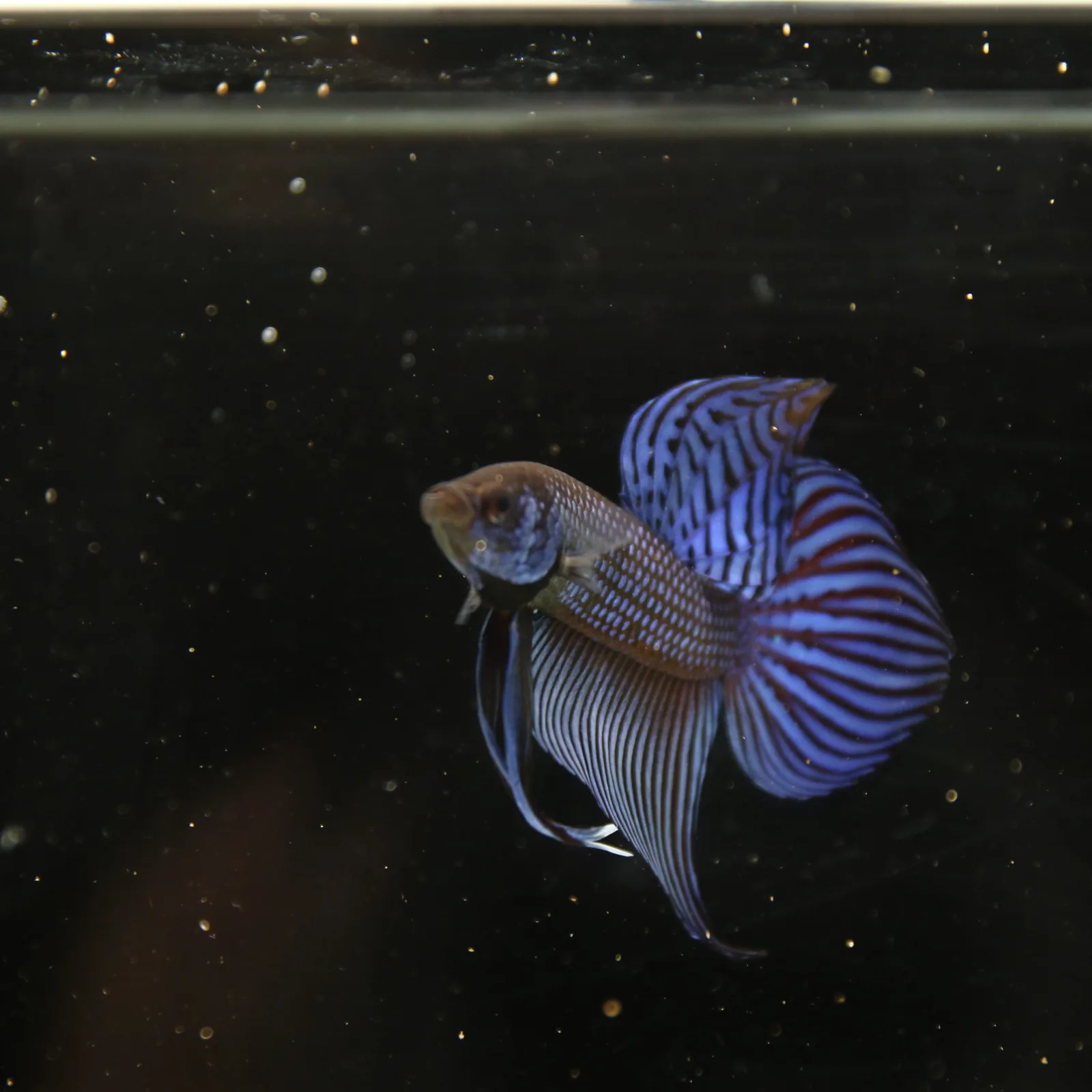 Betta Spendens Wild Mahachai Plakad Male Blue BT-WI-0106226-020 media 3