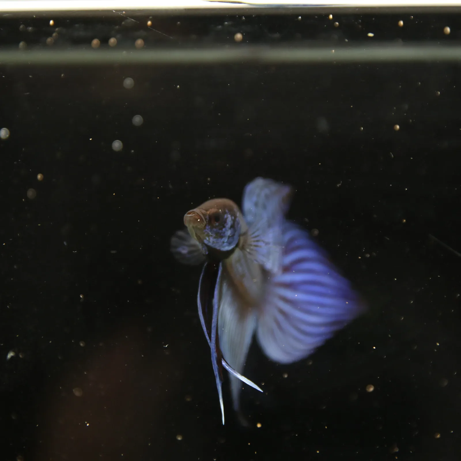 Betta Spendens Wild Mahachai Plakad Male Blue BT-WI-0106226-020 media 4