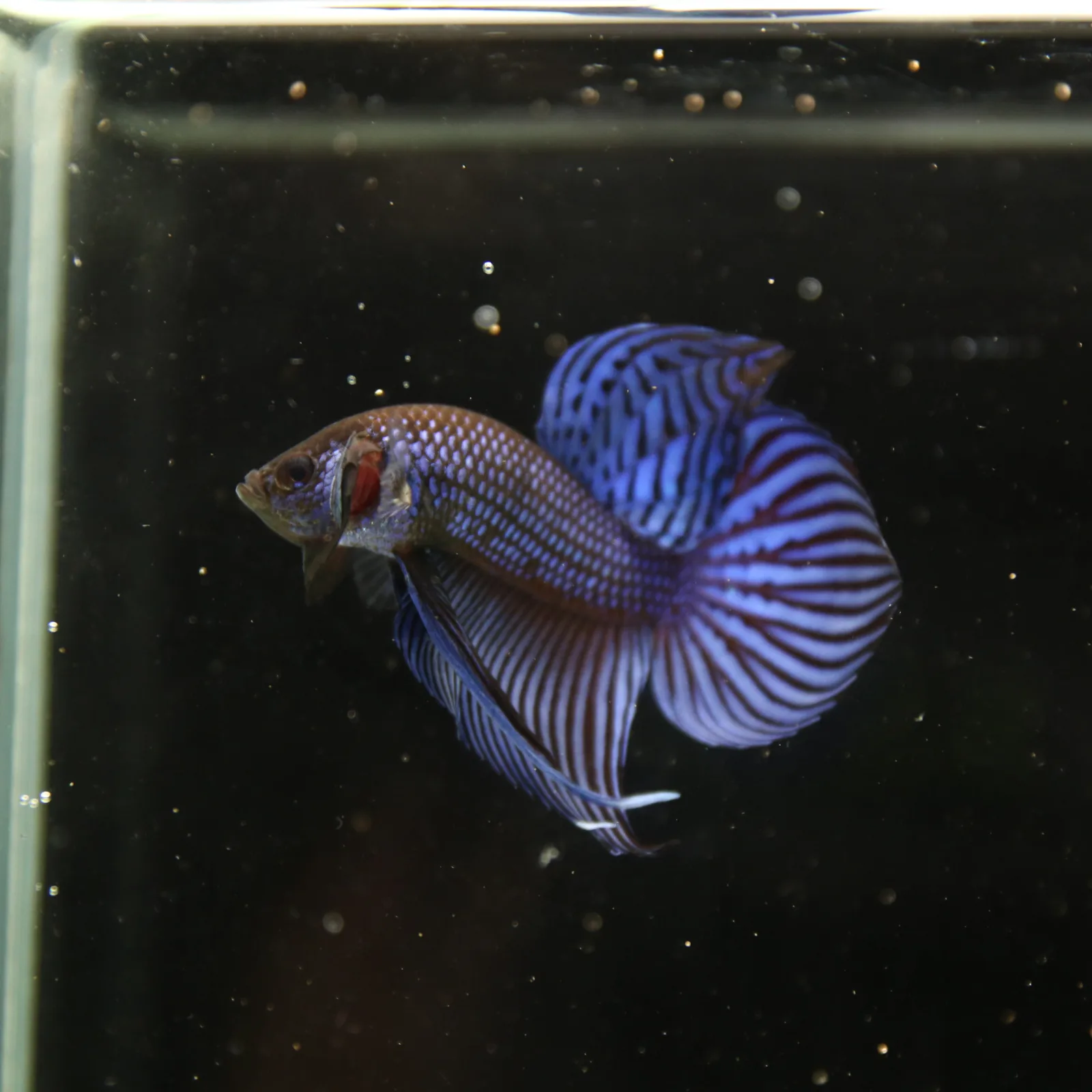 Betta Spendens Wild Mahachai Plakad Male Blue BT-WI-0106226-020 media 5