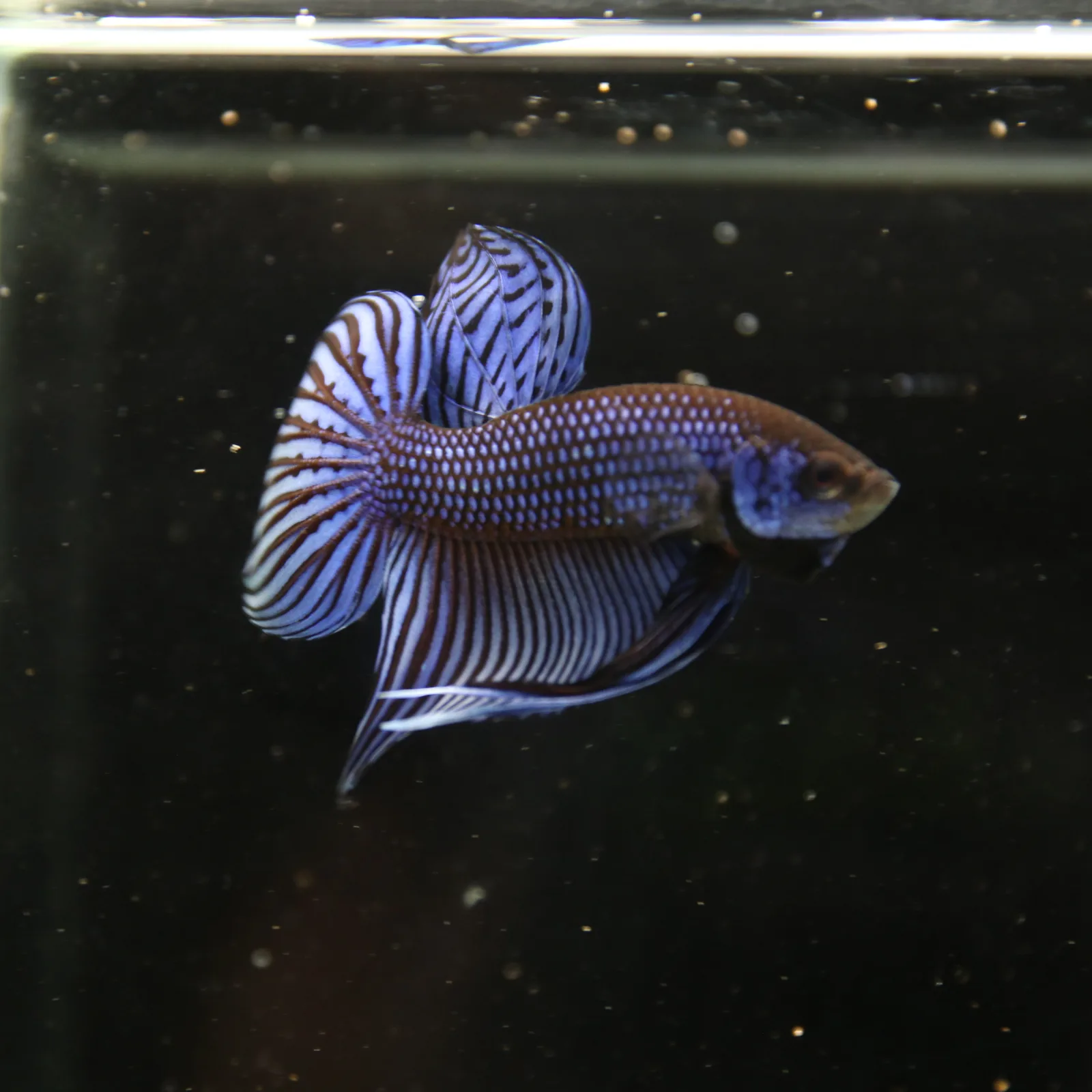 Betta Spendens Wild Mahachai Plakad Male Blue BT-WI-0106226-020 media 6