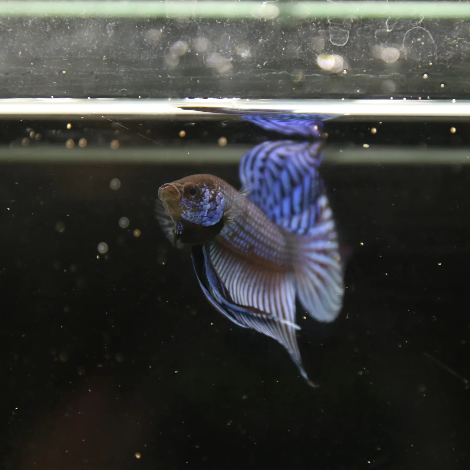 Betta Spendens Wild Mahachai Plakad Male Blue BT-WI-0106226-020 media 7