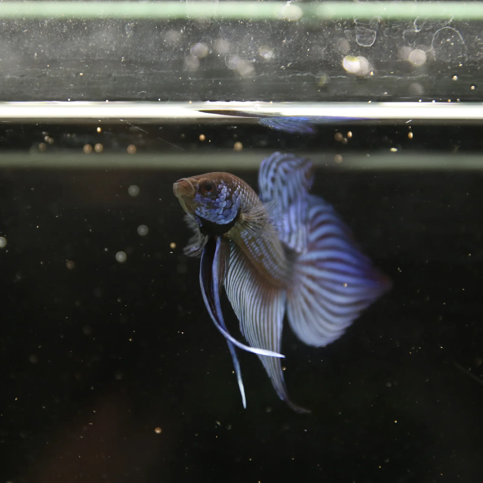Betta Spendens Wild Mahachai Plakad Male Blue BT-WI-0106226-020 media 8