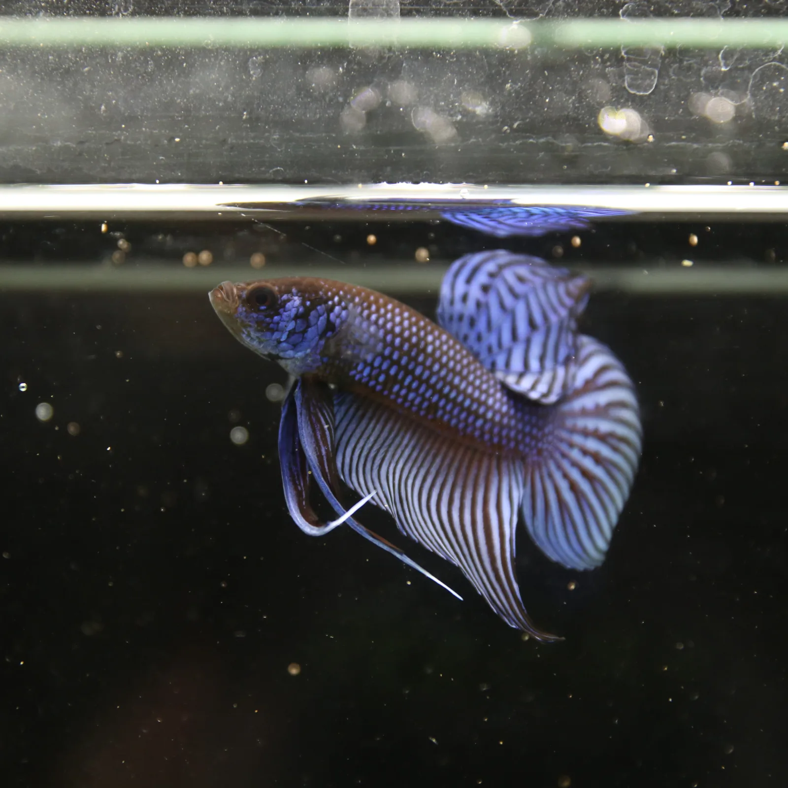 Betta Spendens Wild Mahachai Plakad Male Blue BT-WI-0106226-020 media 9