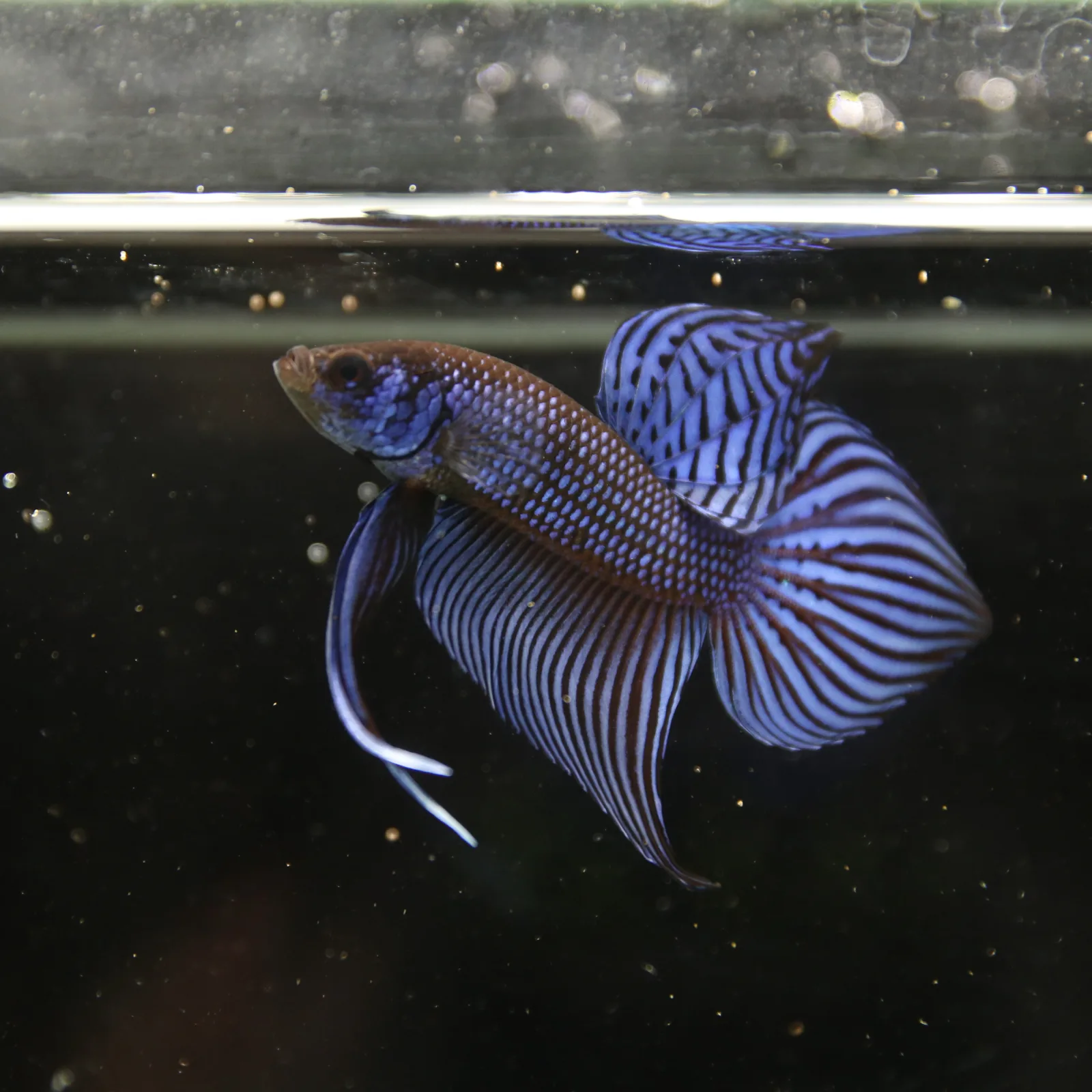 Betta Spendens Wild Mahachai Plakad Male Blue BT-WI-0106226-020 media 10