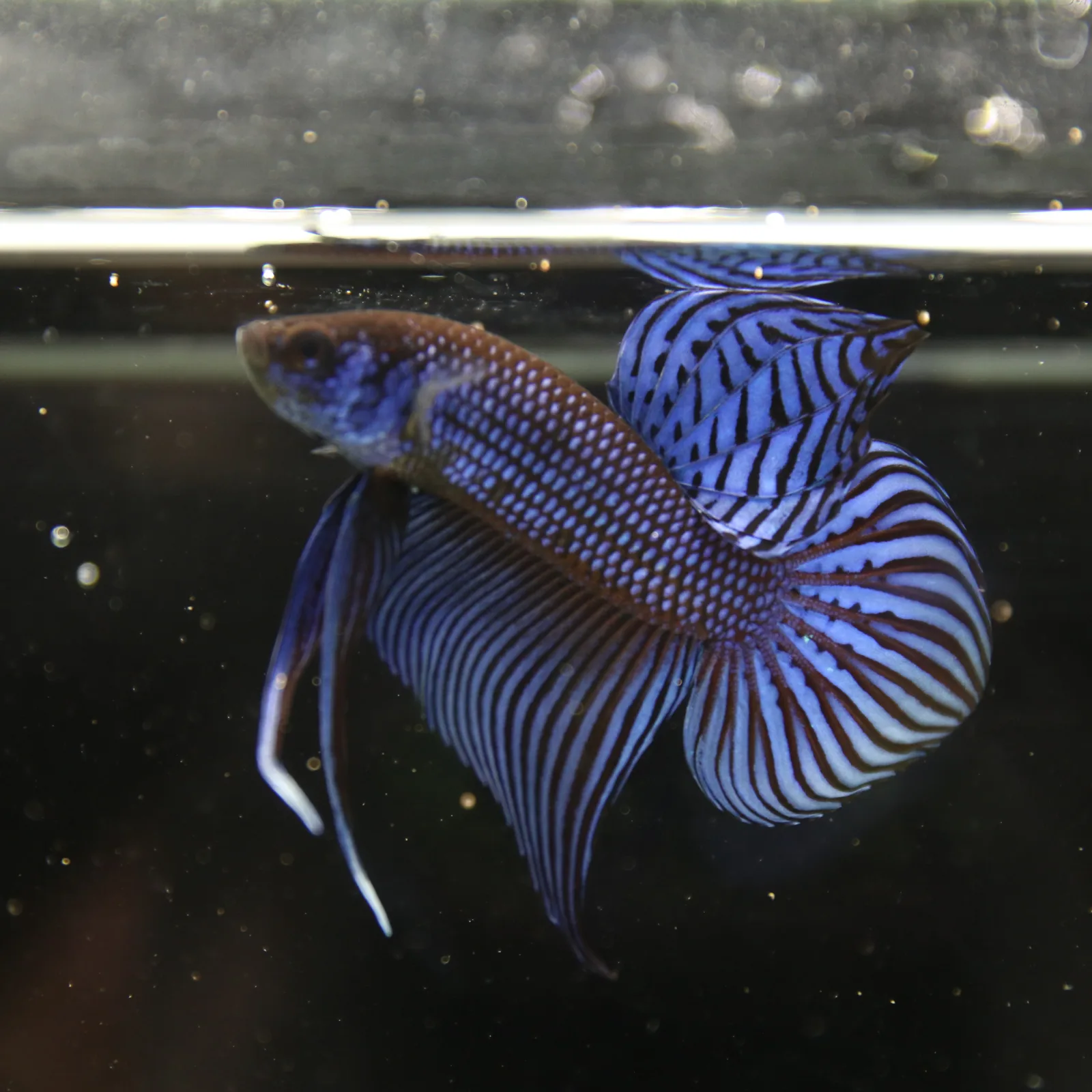 Betta Spendens Wild Mahachai Plakad Male Blue BT-WI-0106226-020 media 11