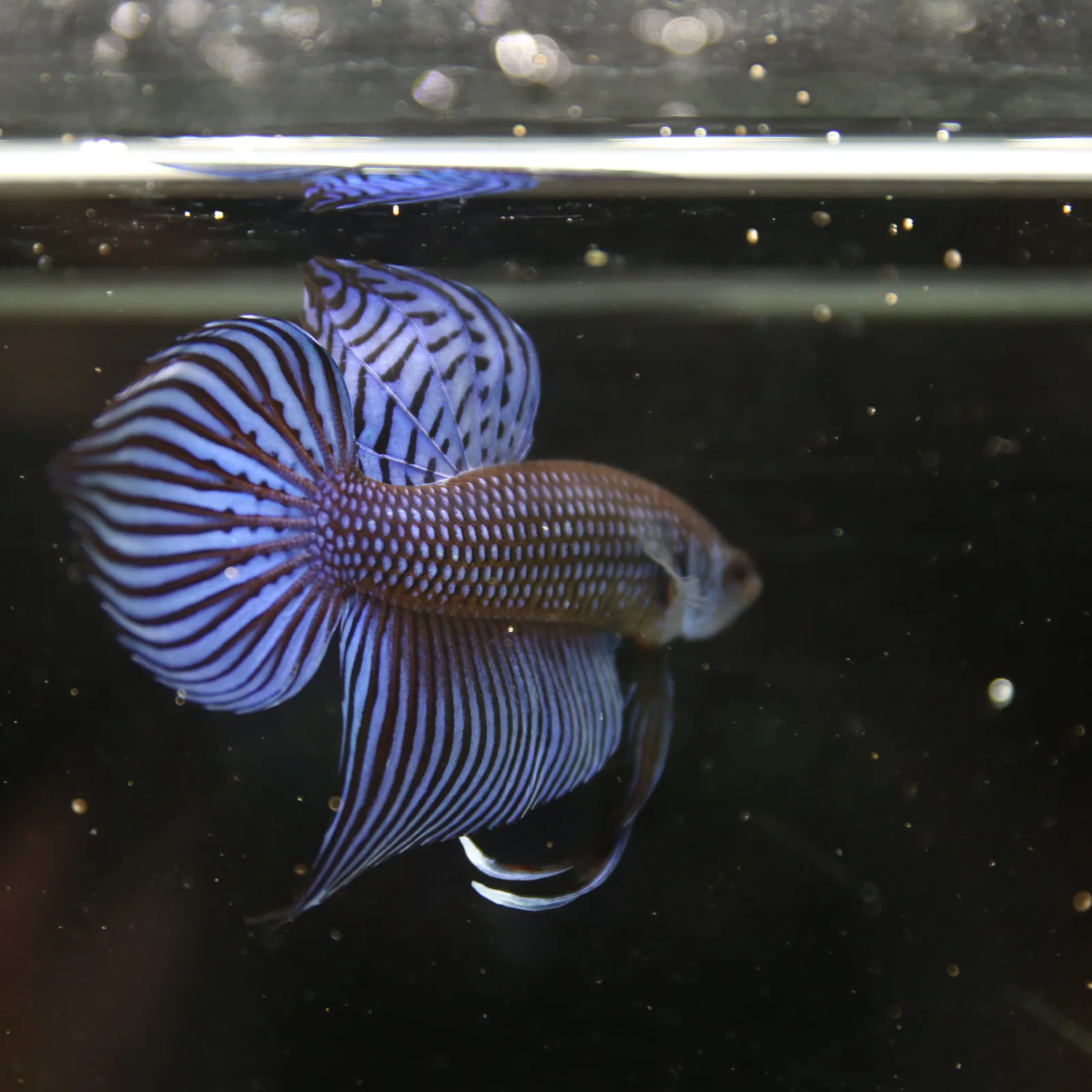 Betta Spendens Wild Mahachai Plakad Male Blue BT-WI-0106226-020 media 12