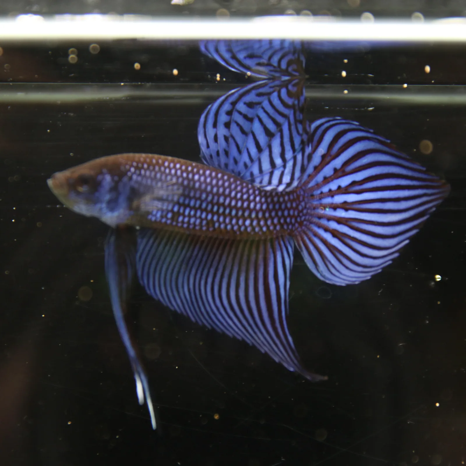 Betta Spendens Wild Mahachai Plakad Male Blue BT-WI-0106226-020 media 13
