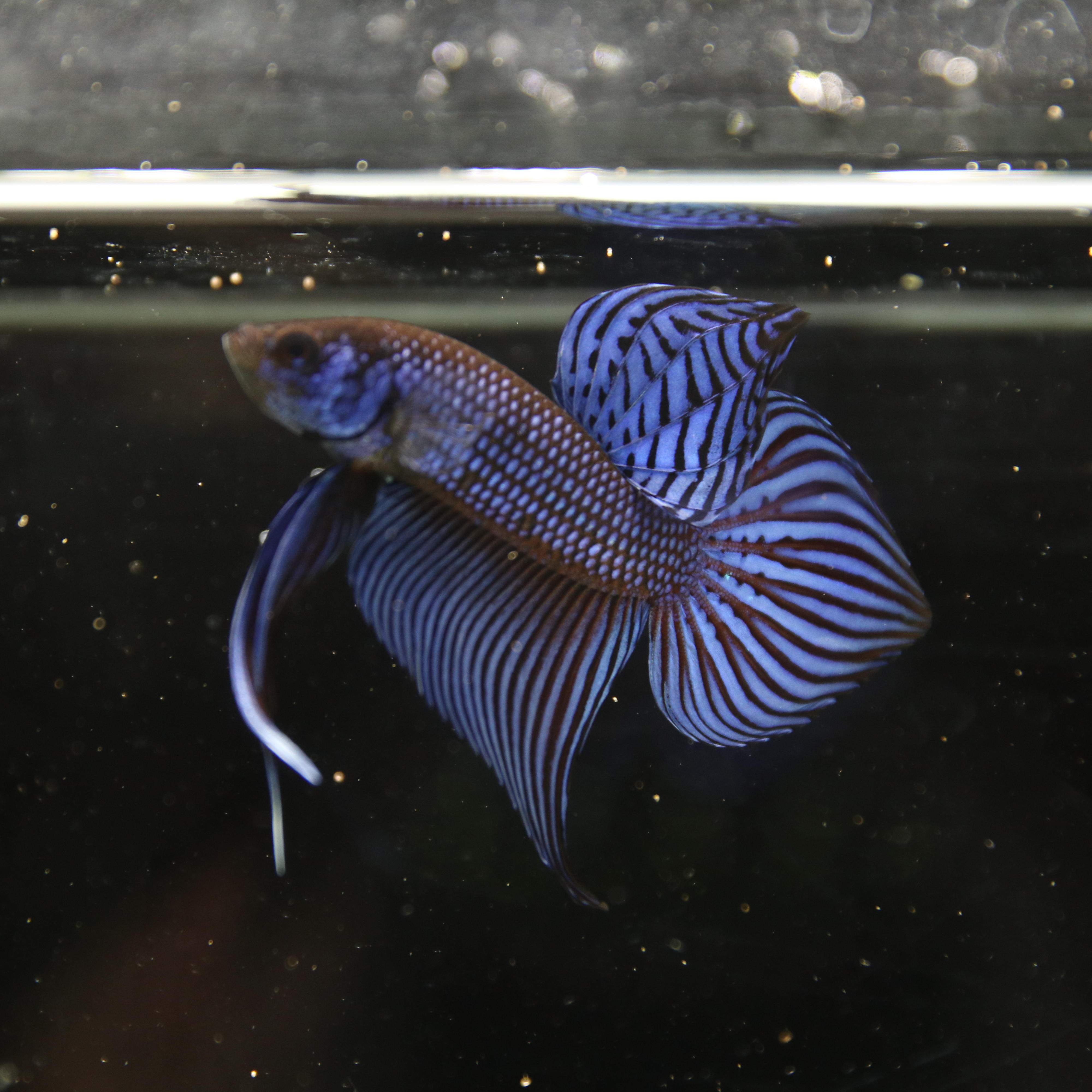 Betta Spendens Wild Mahachai Plakad Male Blue BT-WI-0106226-020