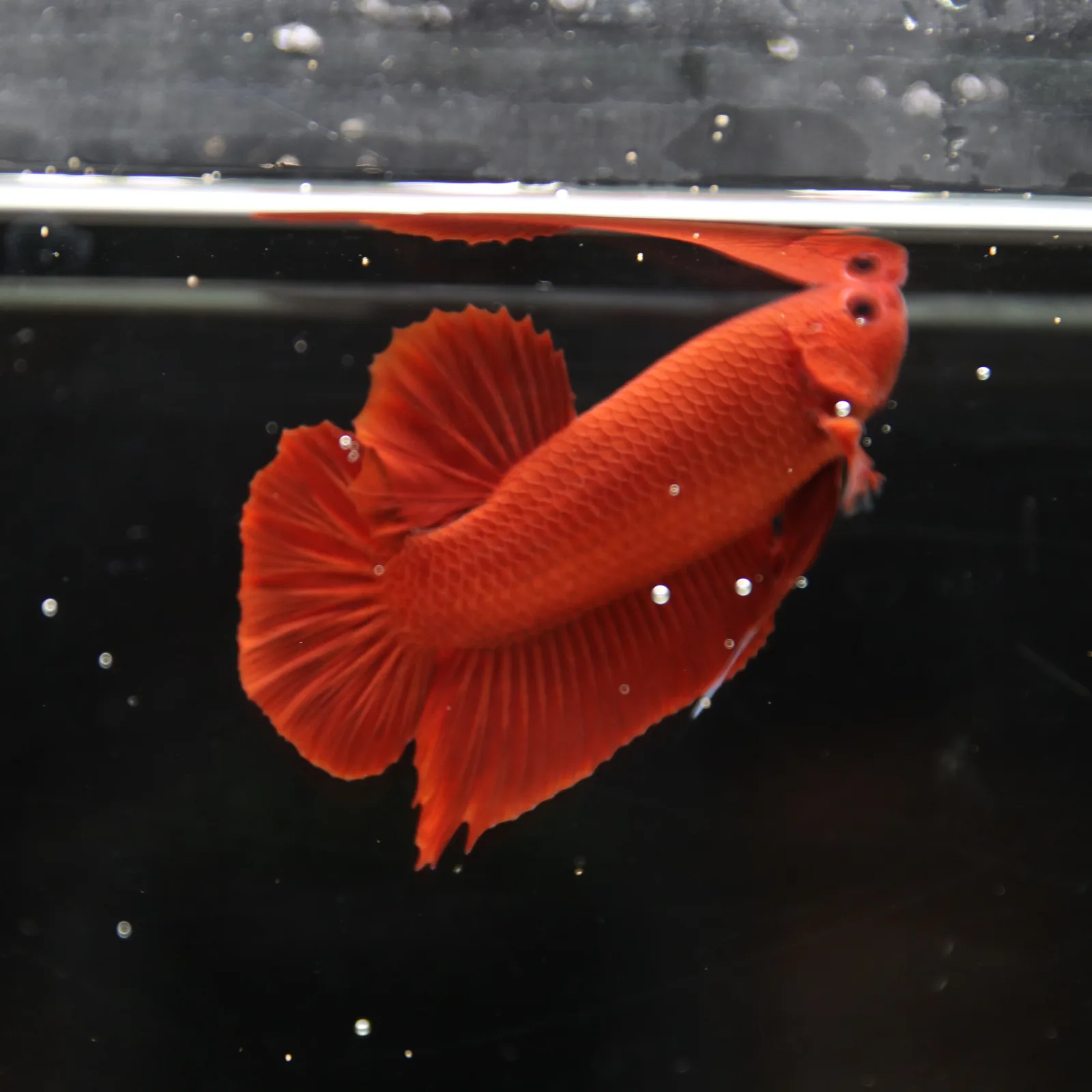 Betta Spendens Plakad Supper Red Male media 2