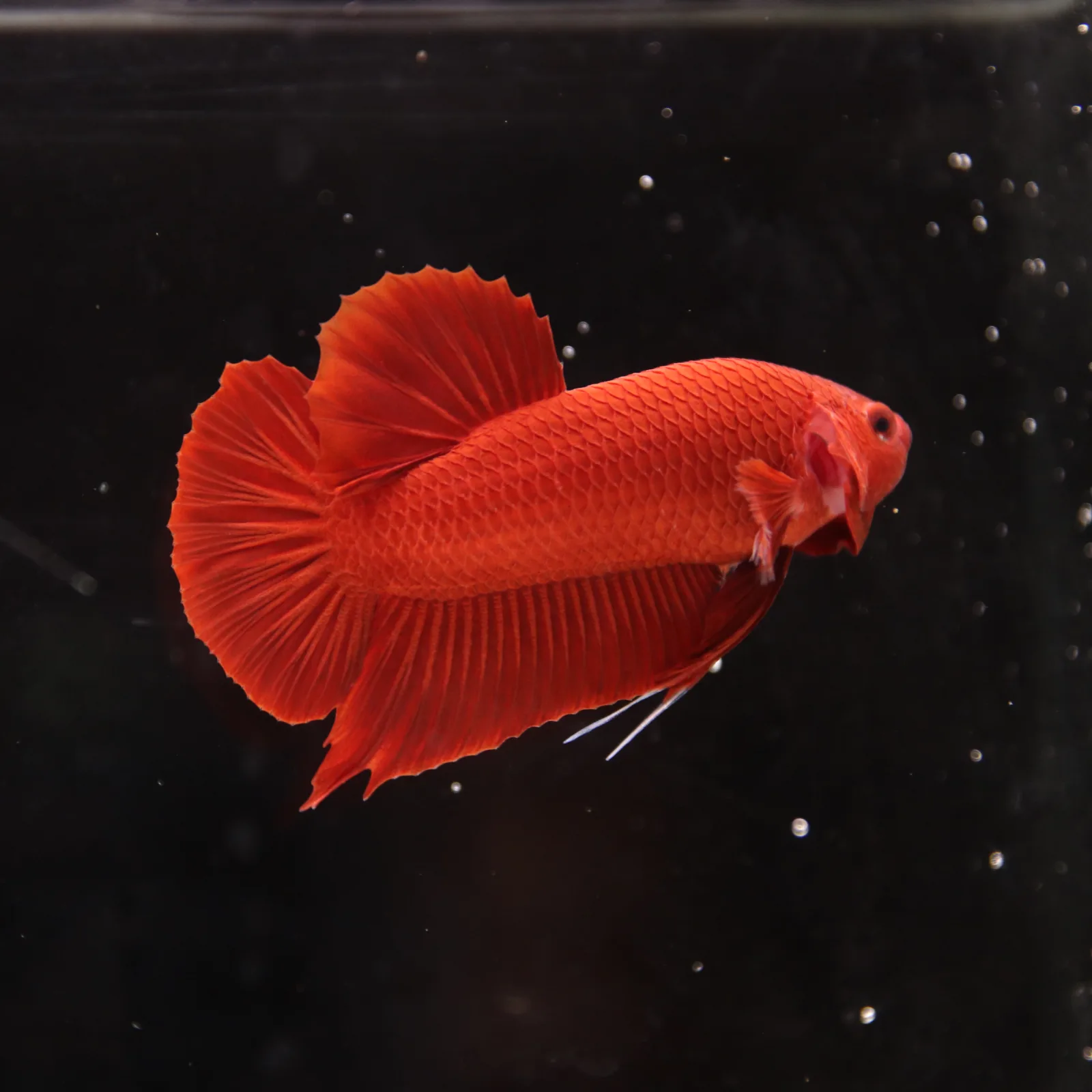 Betta Spendens Plakad Supper Red Male media 3
