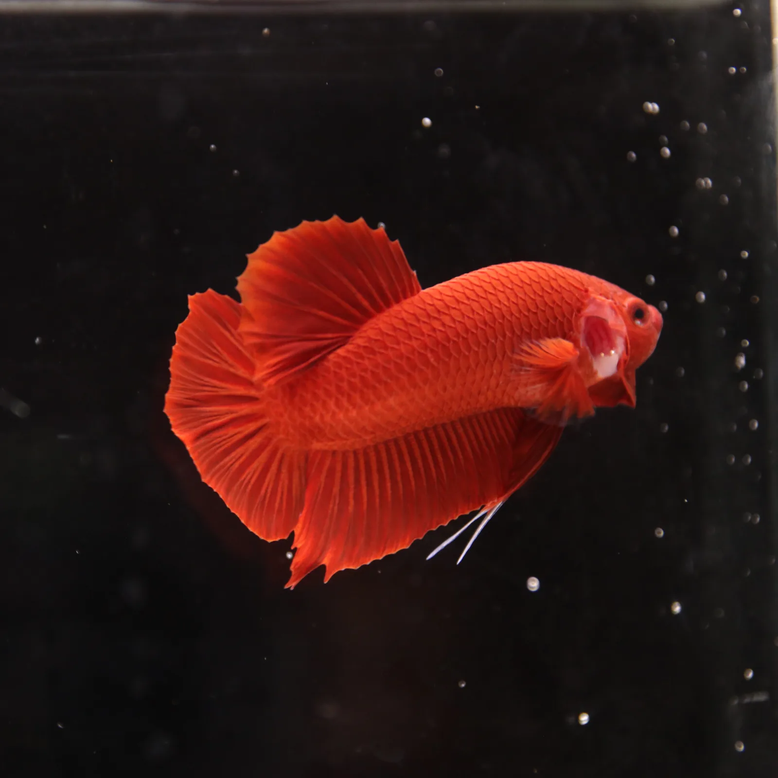 Betta Spendens Plakad Supper Red Male media 4