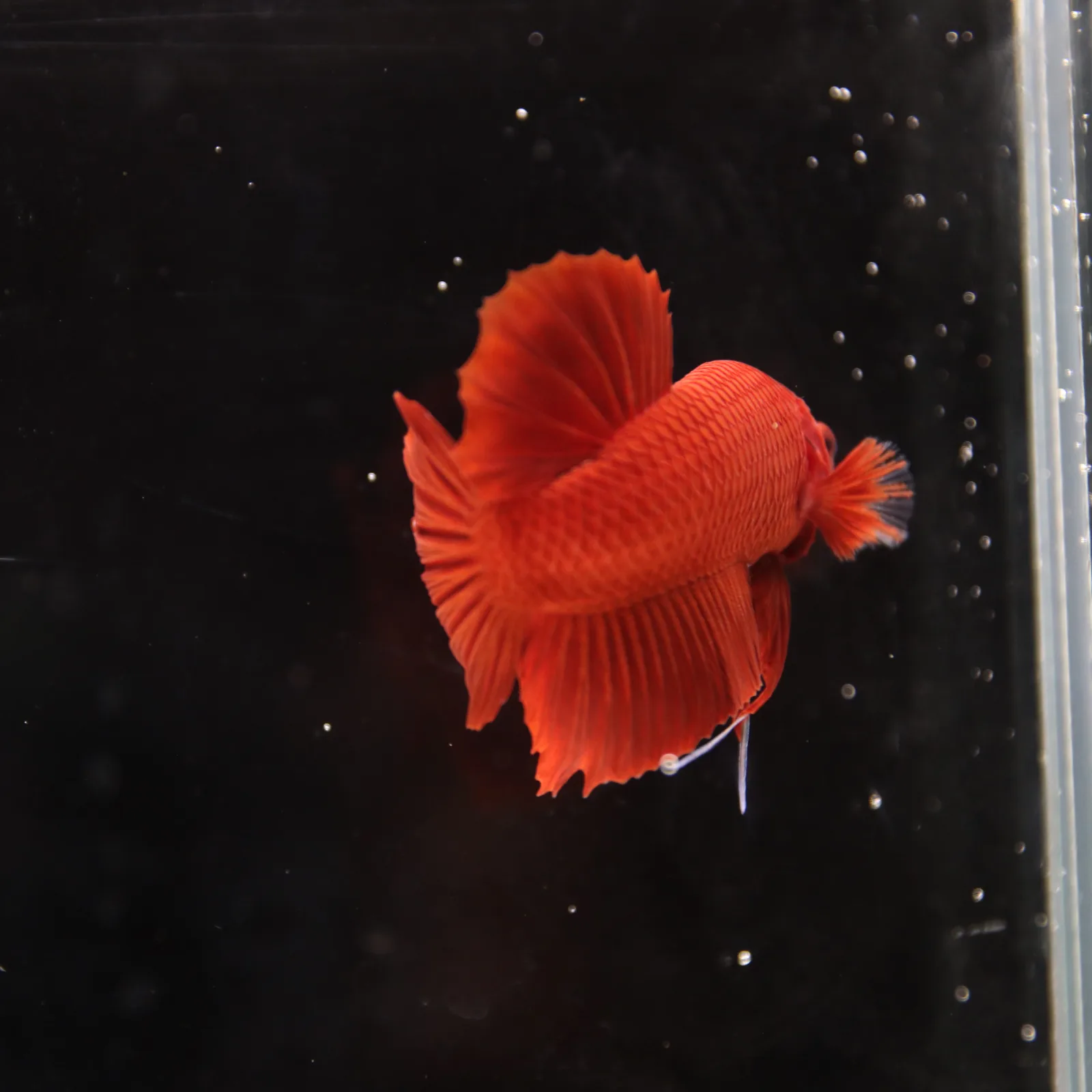 Betta Spendens Plakad Supper Red Male media 5