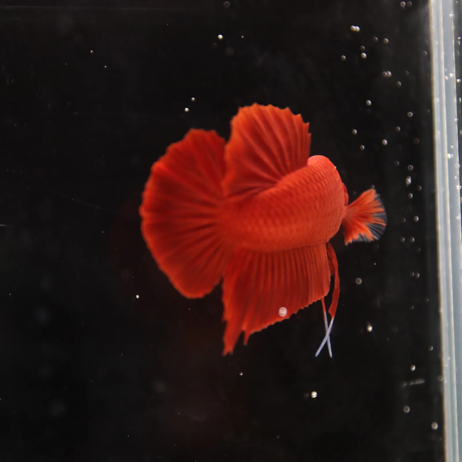 Betta Spendens Plakad Supper Red Male media 6