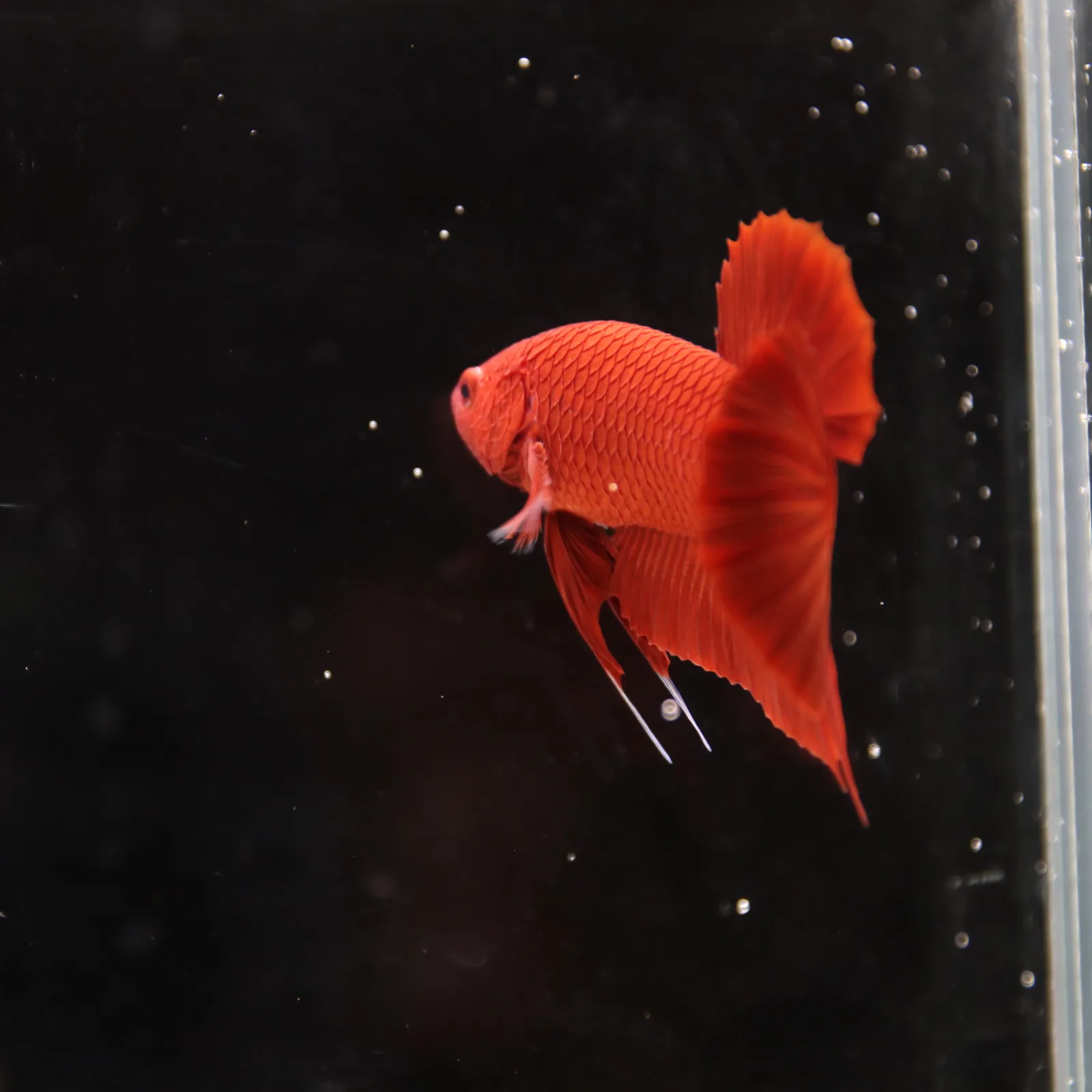 Betta Spendens Plakad Supper Red Male media 7