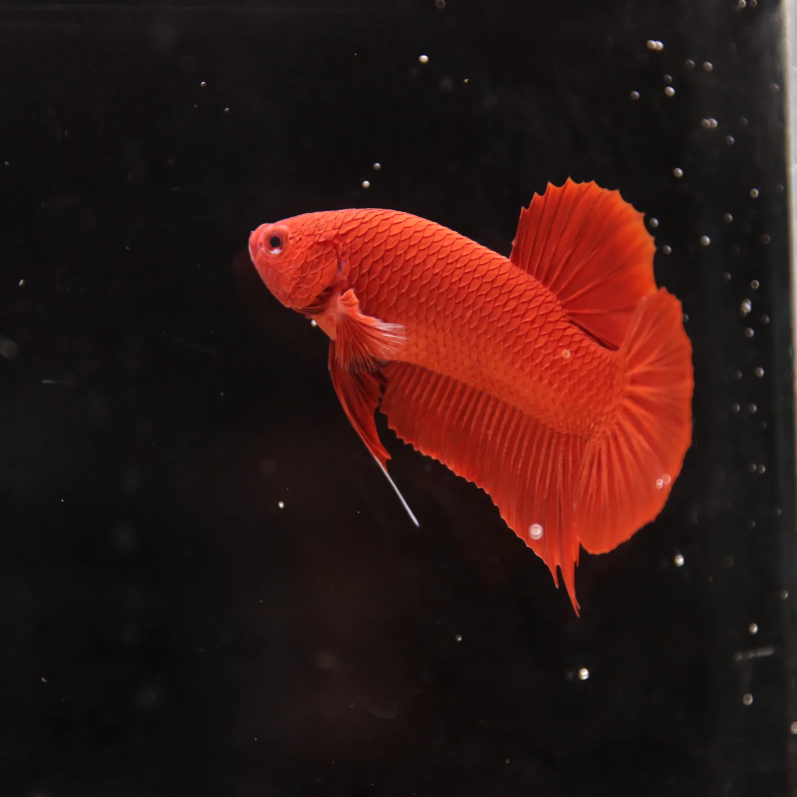 Betta Spendens Plakad Supper Red Male media 8