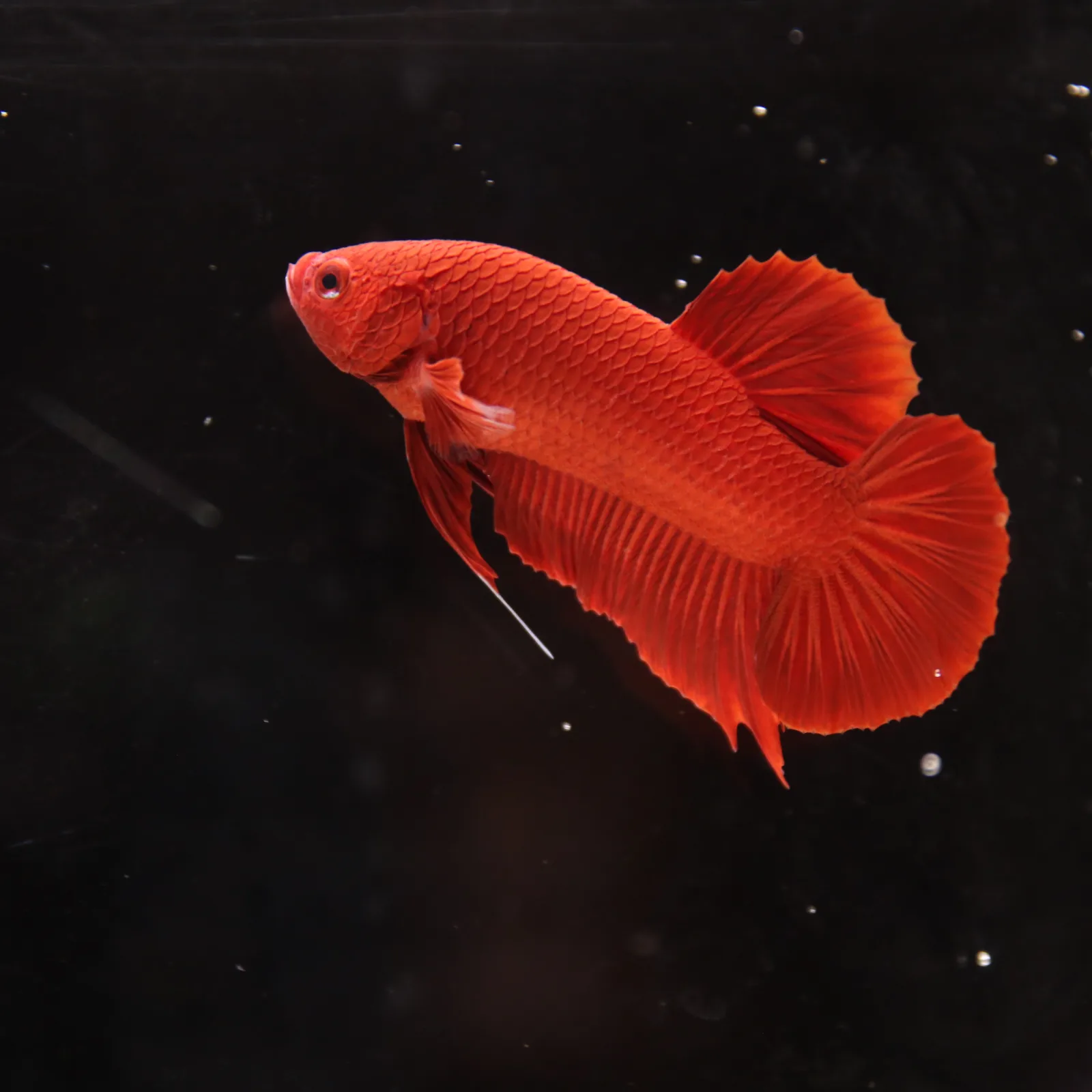 Betta Spendens Plakad Supper Red Male media 9