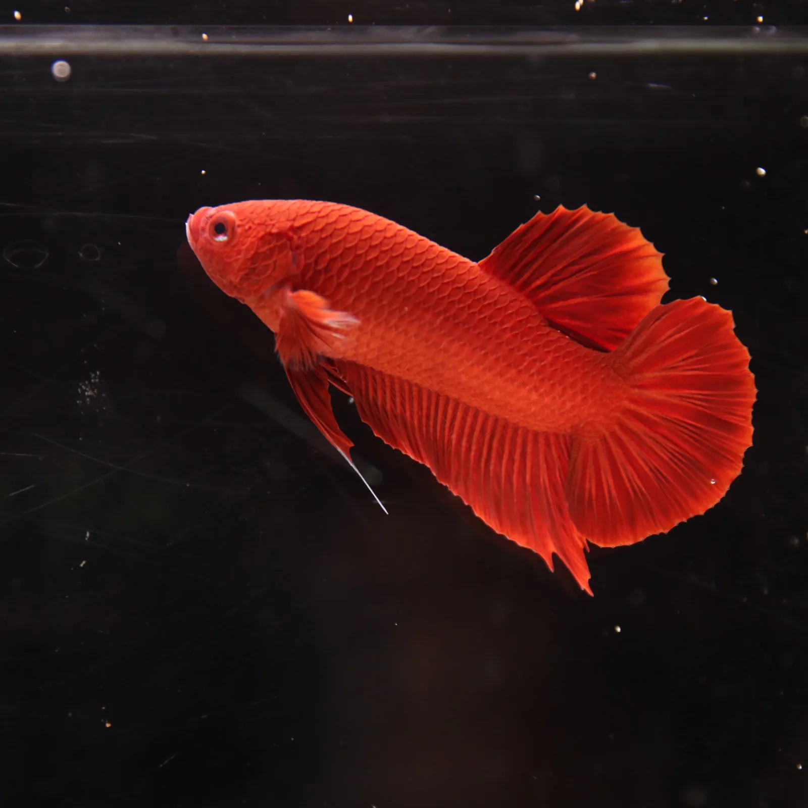 Betta Spendens Plakad Supper Red Male media 10