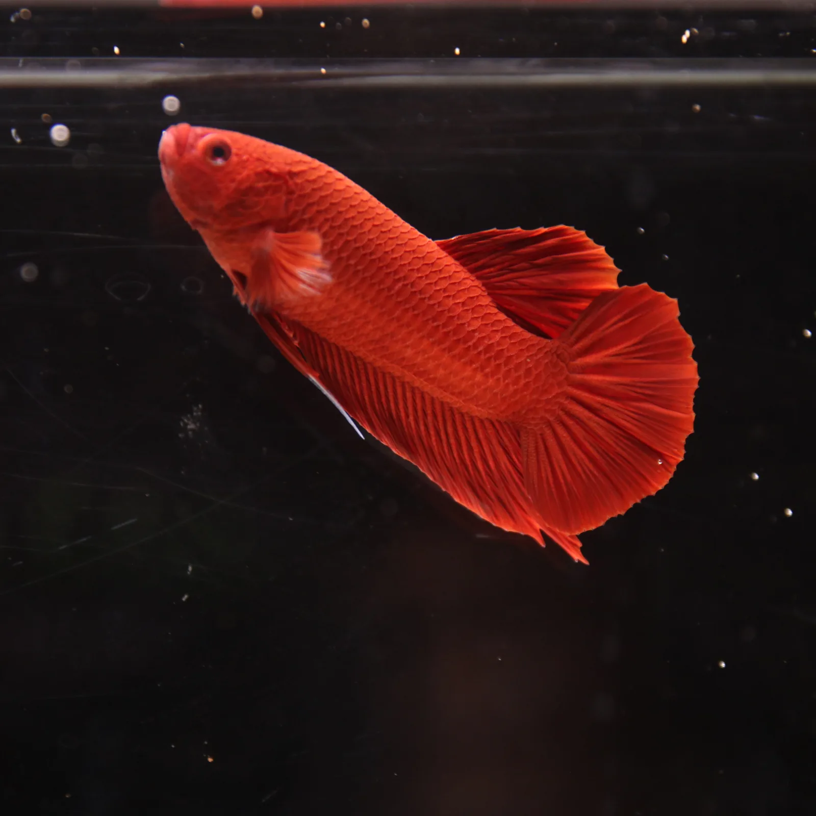 Betta Spendens Plakad Supper Red Male media 11