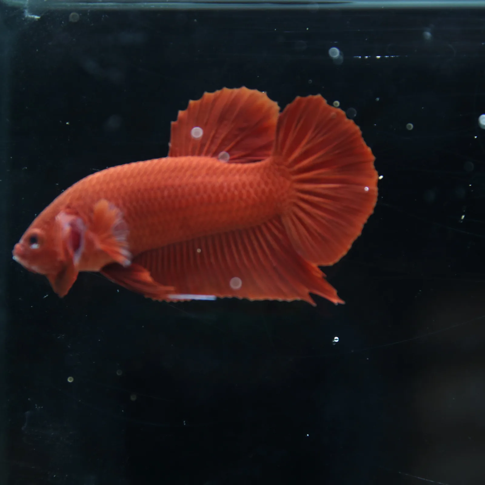 Betta Spendens Plakad Supper Red Male media 12