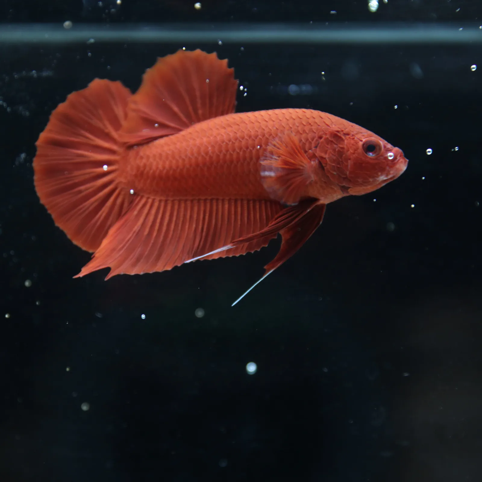 Betta Spendens Plakad Supper Red Male media 13