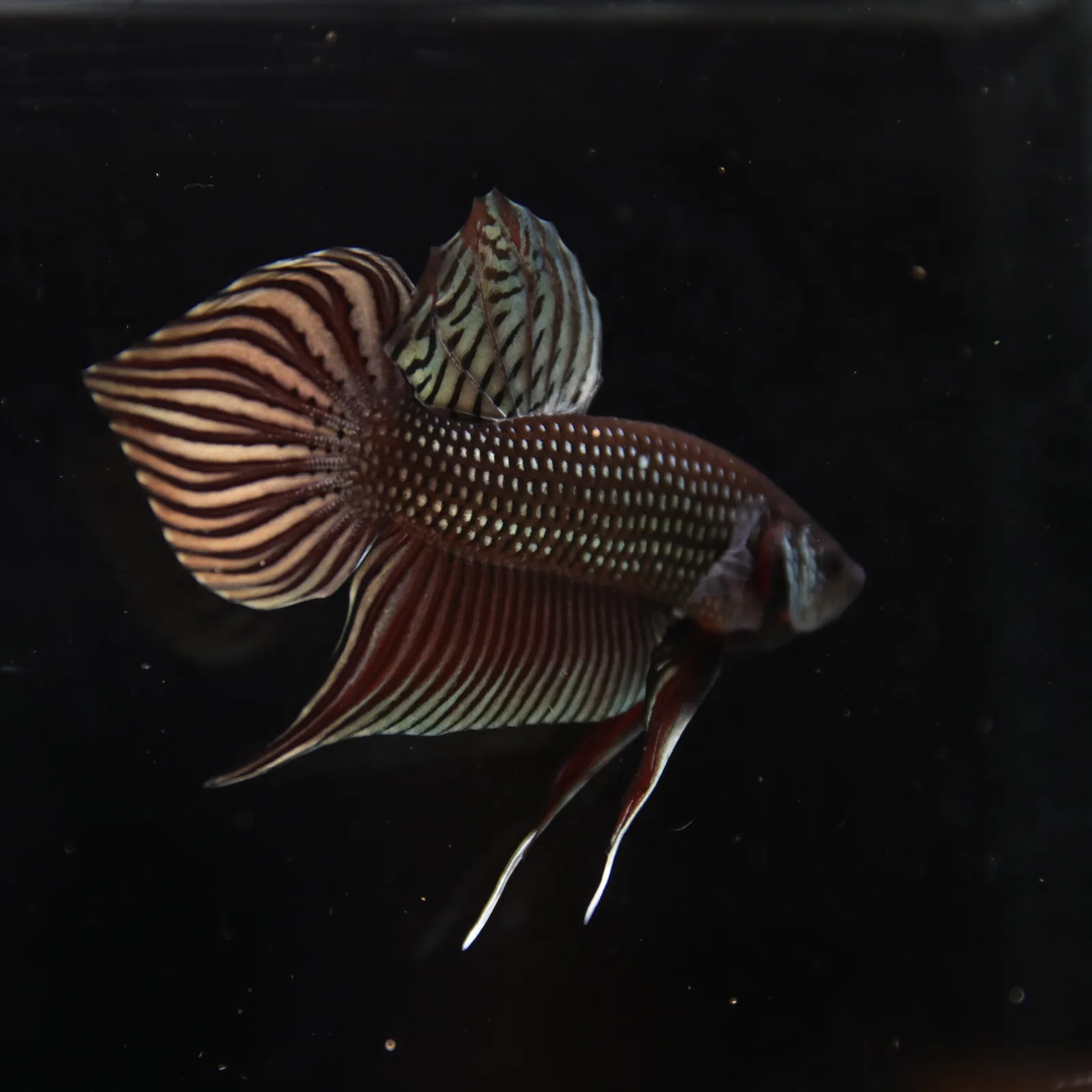 Betta splendens Wild Mahachai Copper Male media 2
