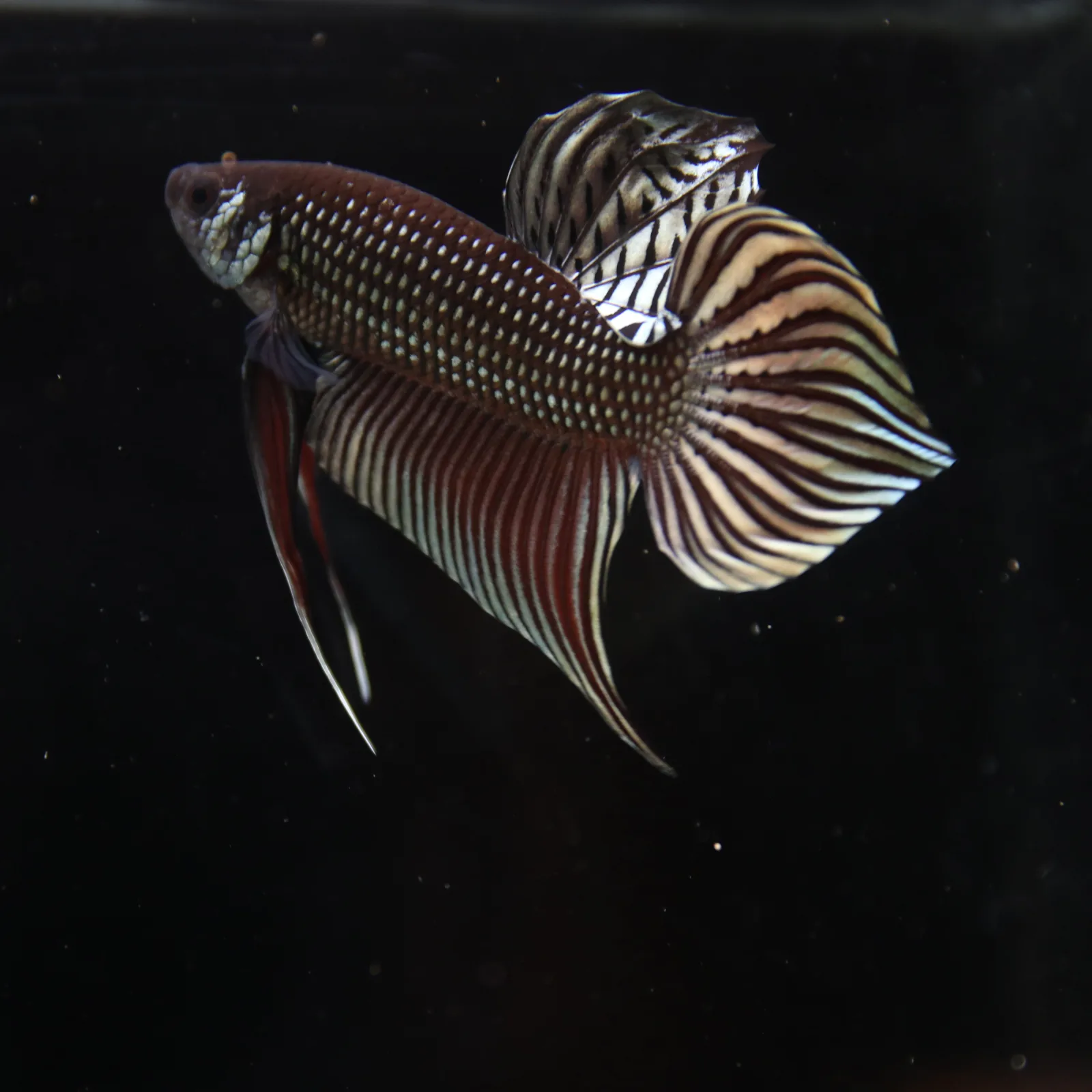 Betta splendens Wild Mahachai Copper Male media 3