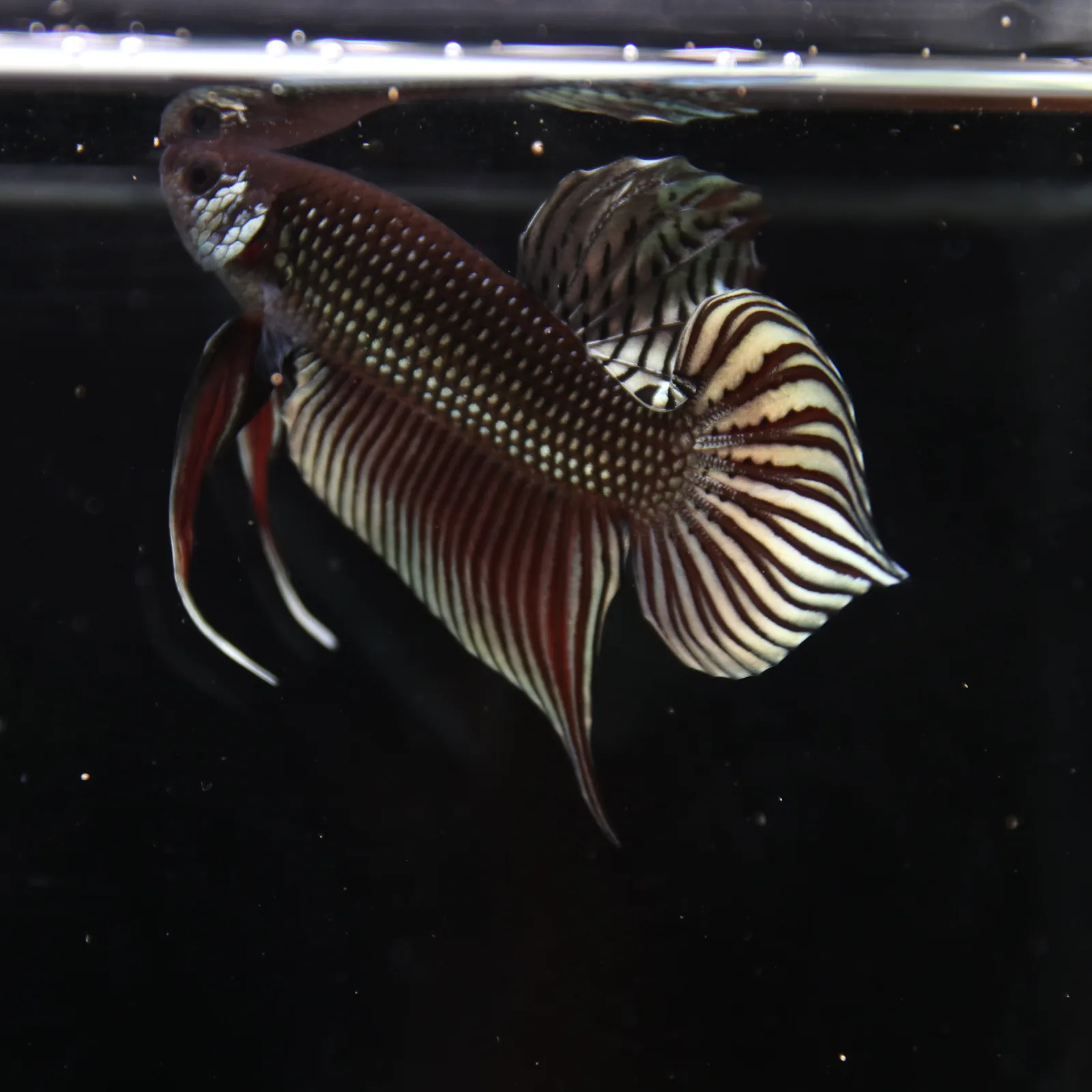 Betta splendens Wild Mahachai Copper Male media 4