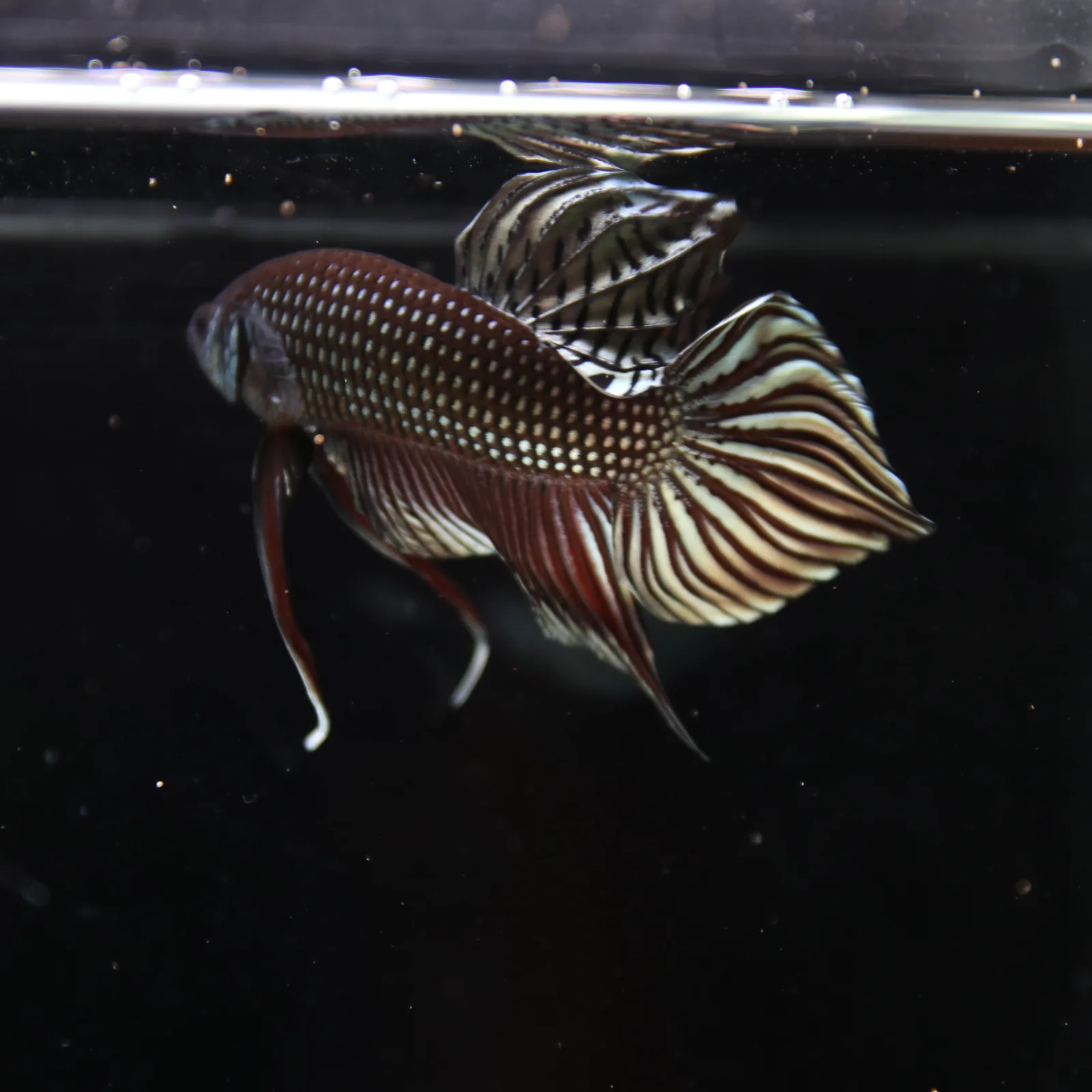 Betta splendens Wild Mahachai Copper Male media 5