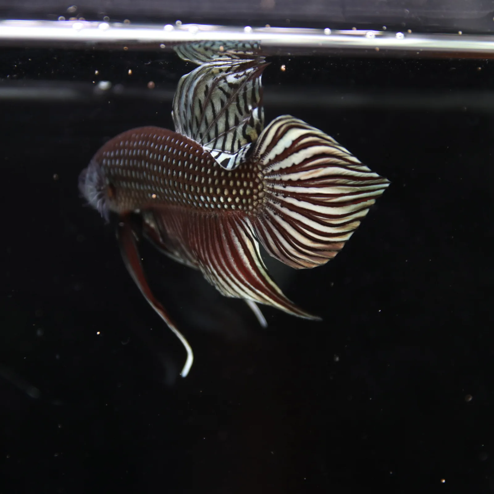 Betta splendens Wild Mahachai Copper Male media 6