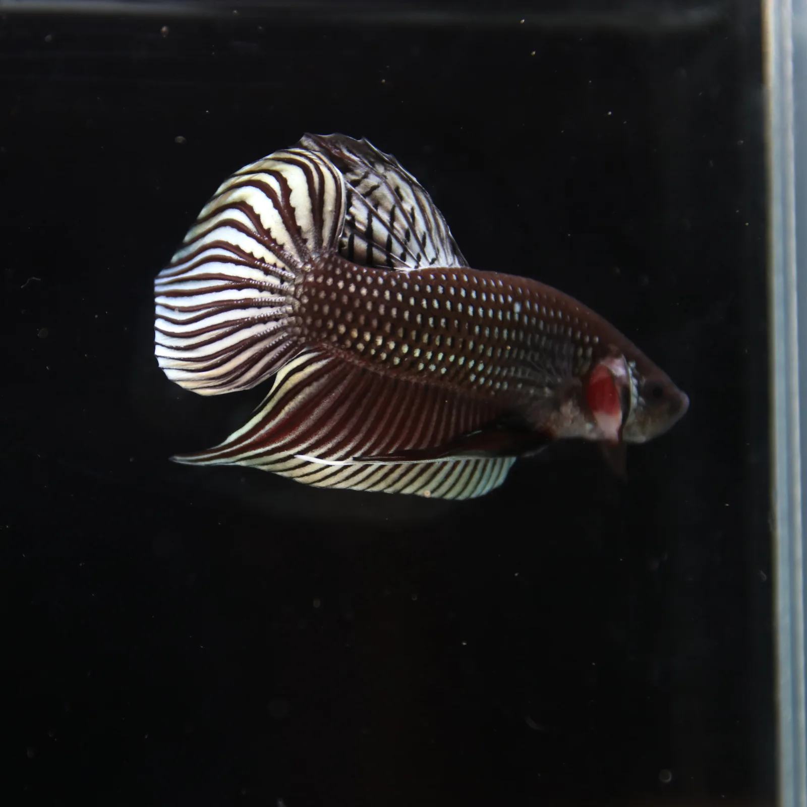 Betta splendens Wild Mahachai Copper Male media 7